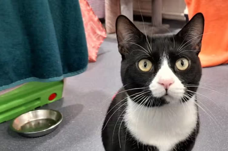 Loki the cat from Battersea Cats and Dogs Home