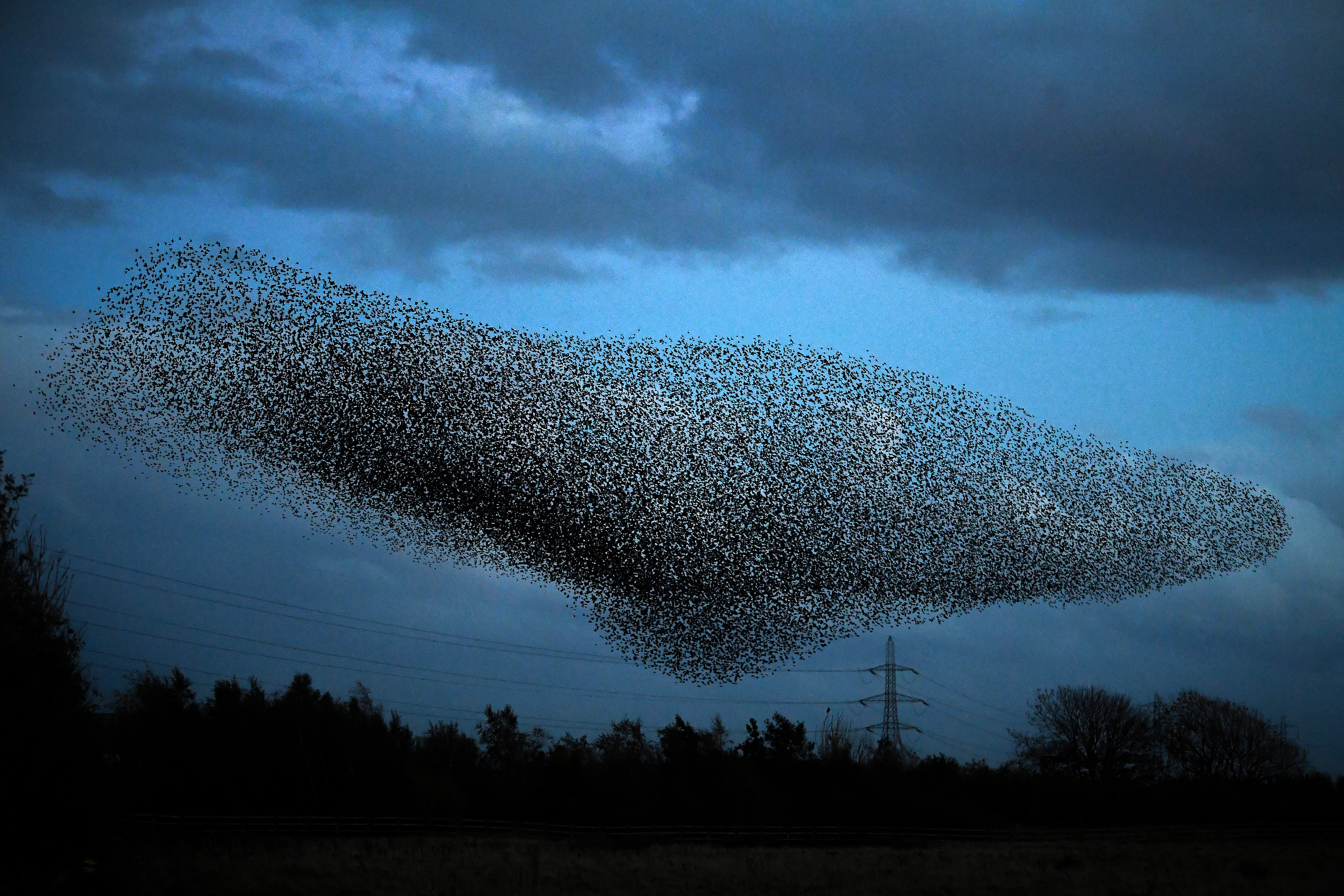 Starling Murmuration At Gretna