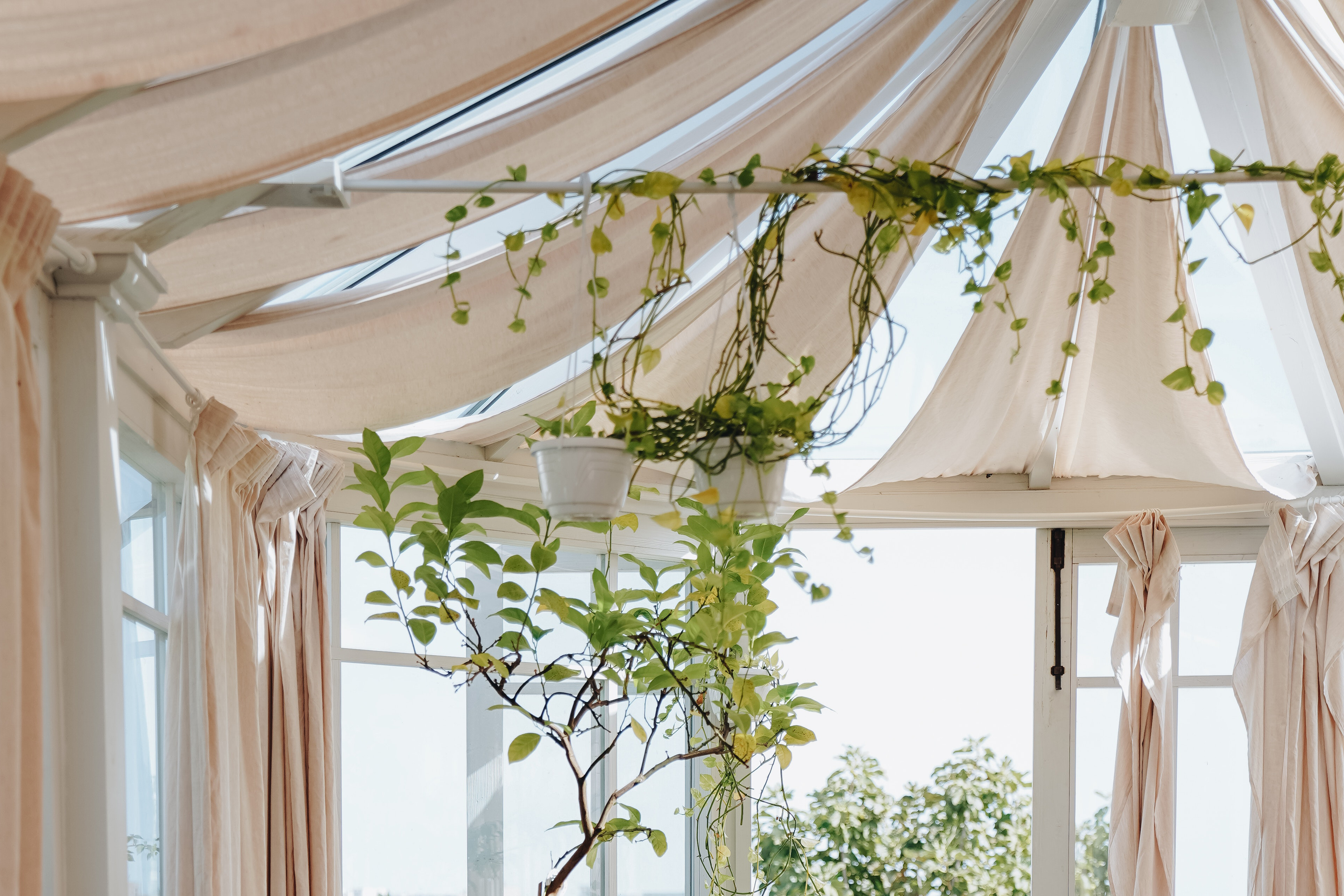 Best climbing plants to elevate your garden trellis or fence
