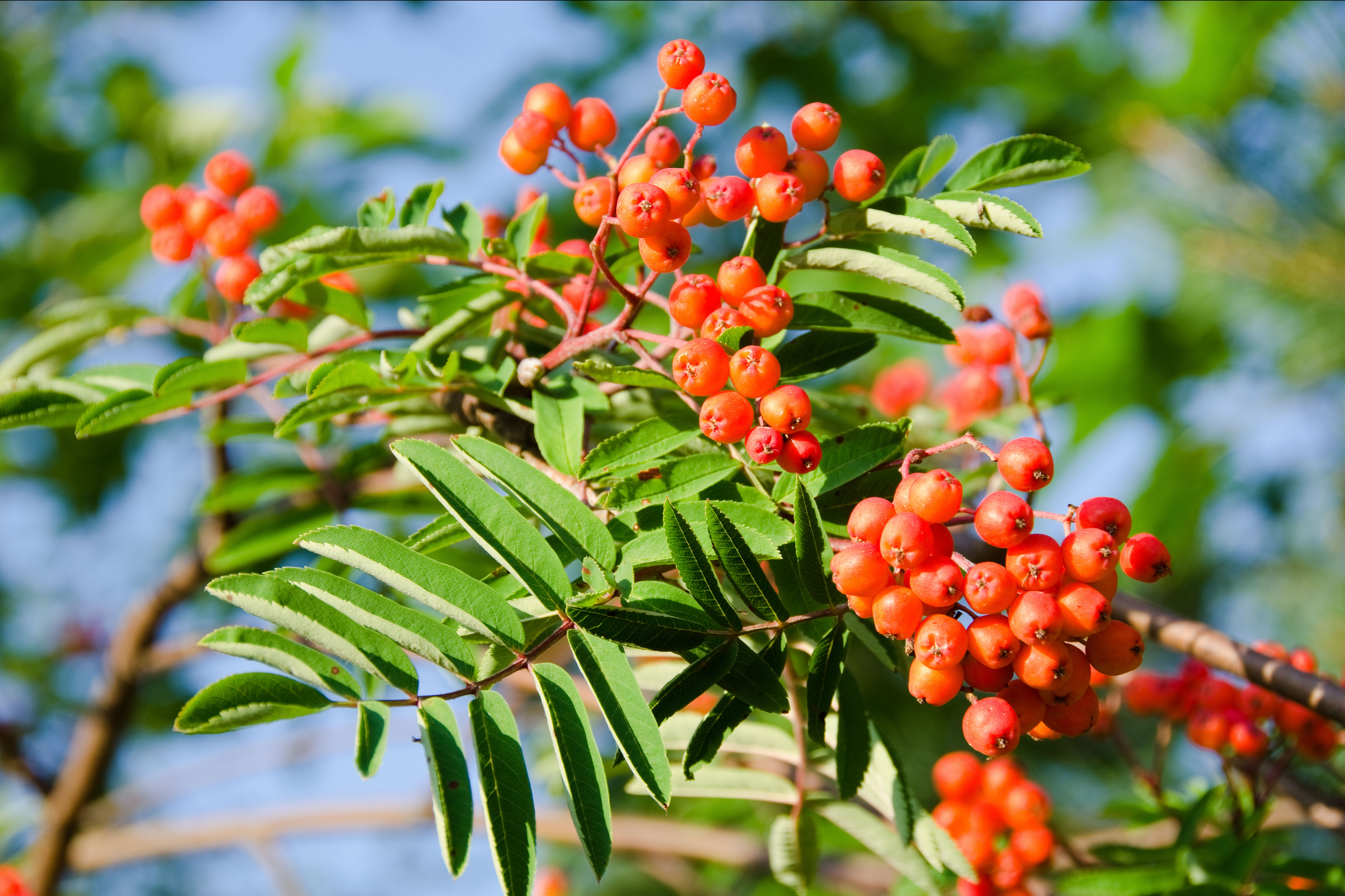 Gardener’s notebook: designer Tom Massey’s guide to resilient plants that will cope in unpredictable weather