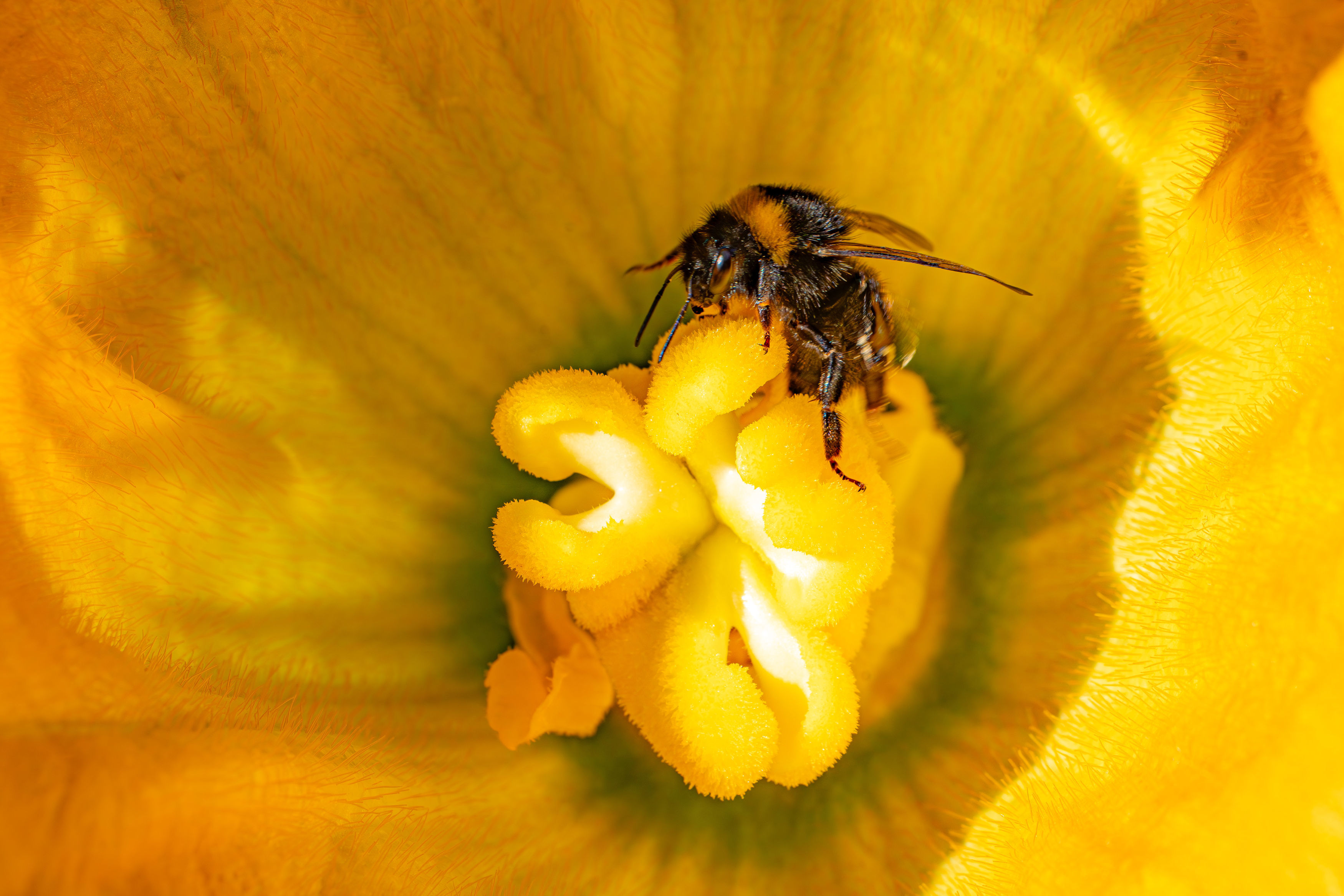 Bees