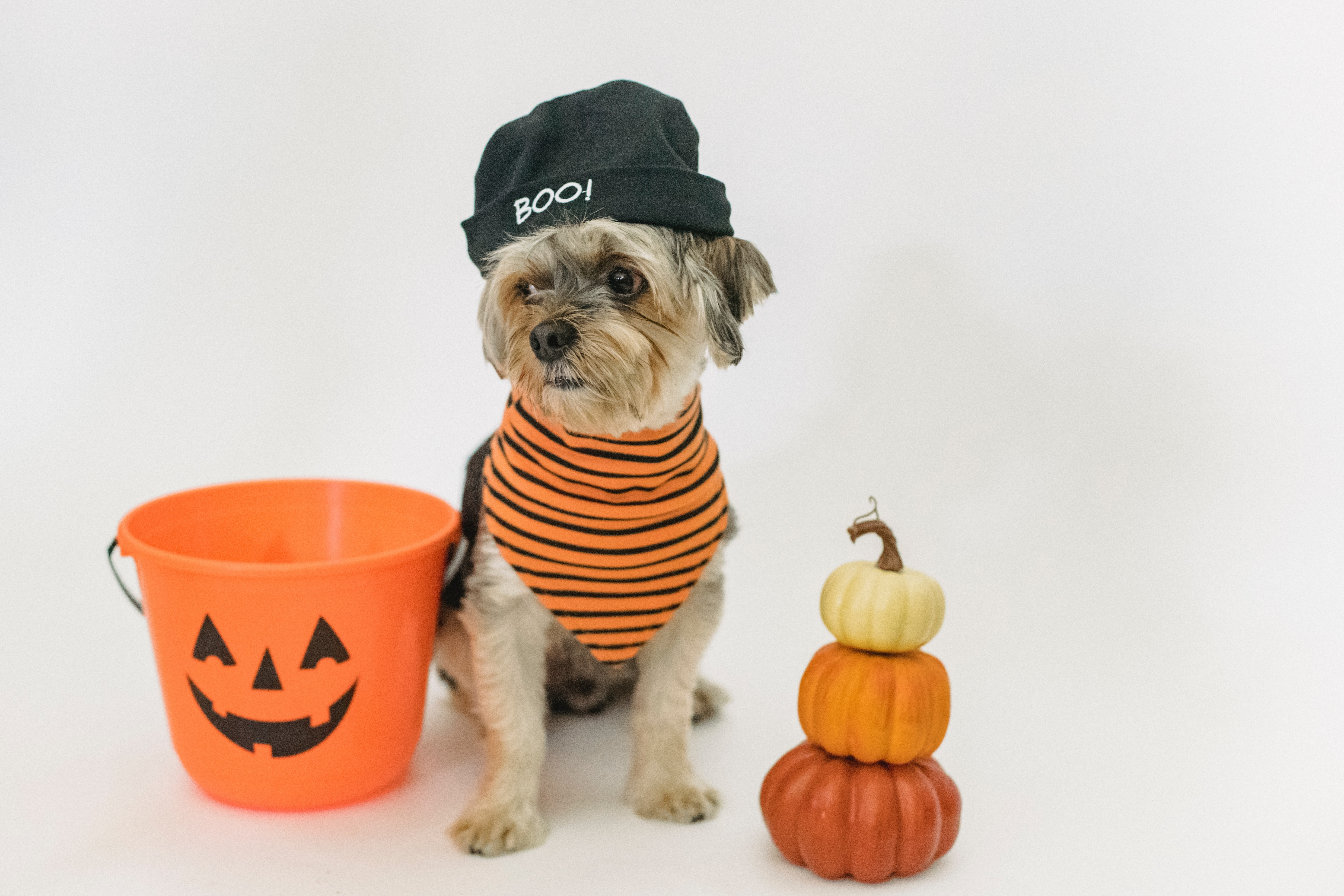 Best Halloween costumes for cats and dogs 2023