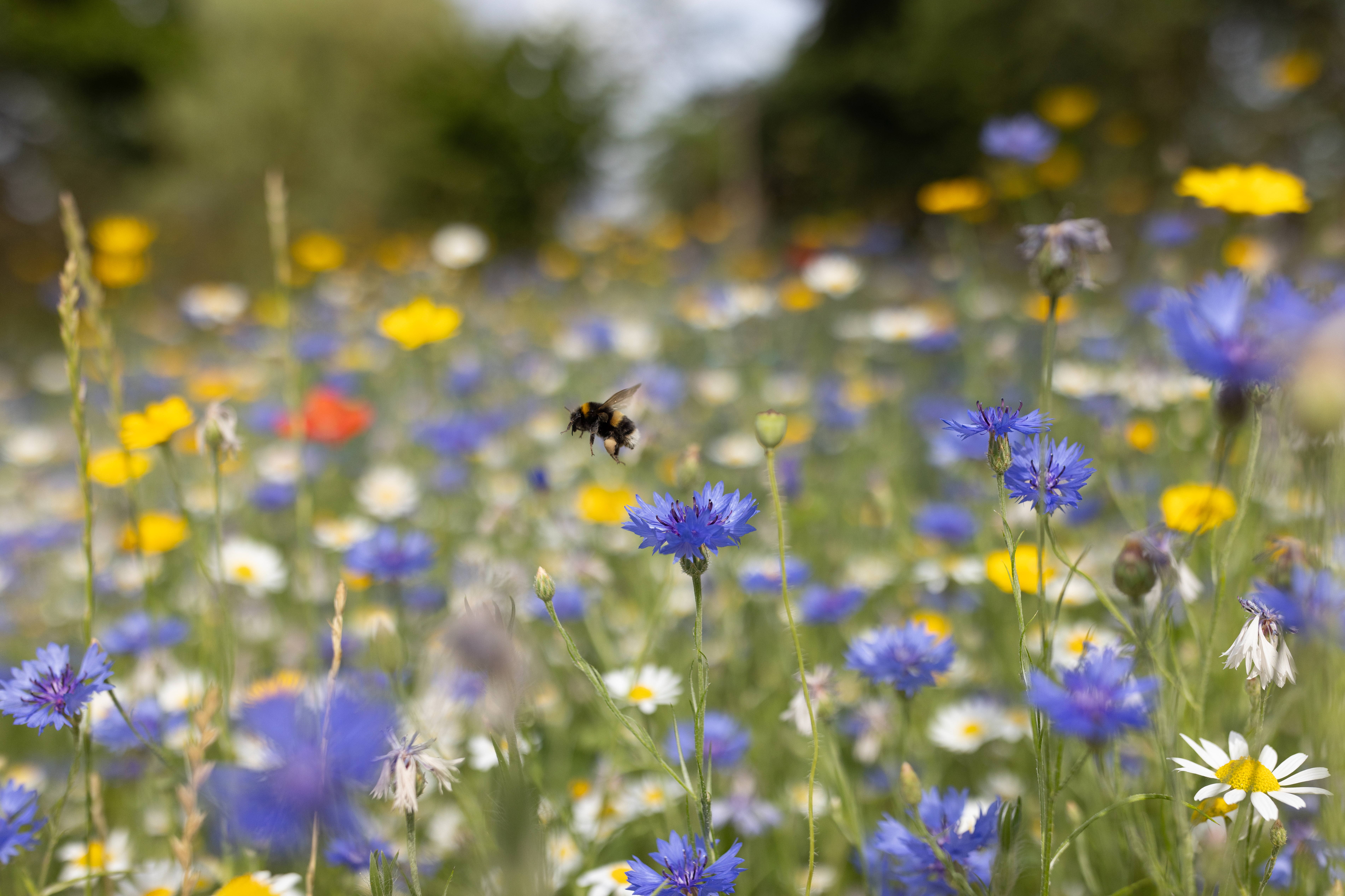 Wildflowers Provide Nectar For Pollinating Insects