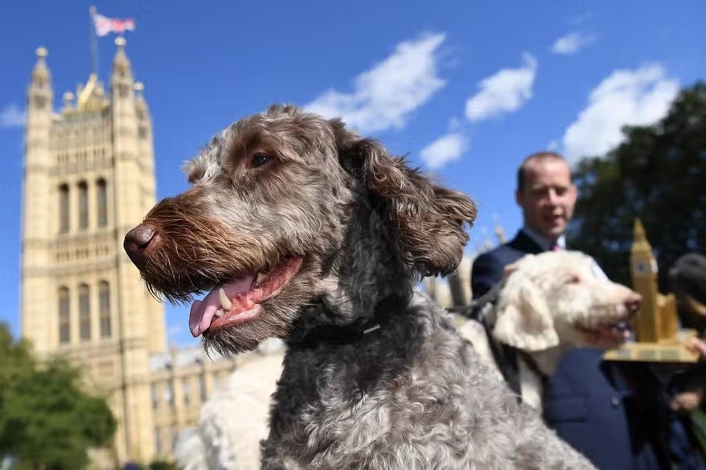 Photo of a dog in Westminster