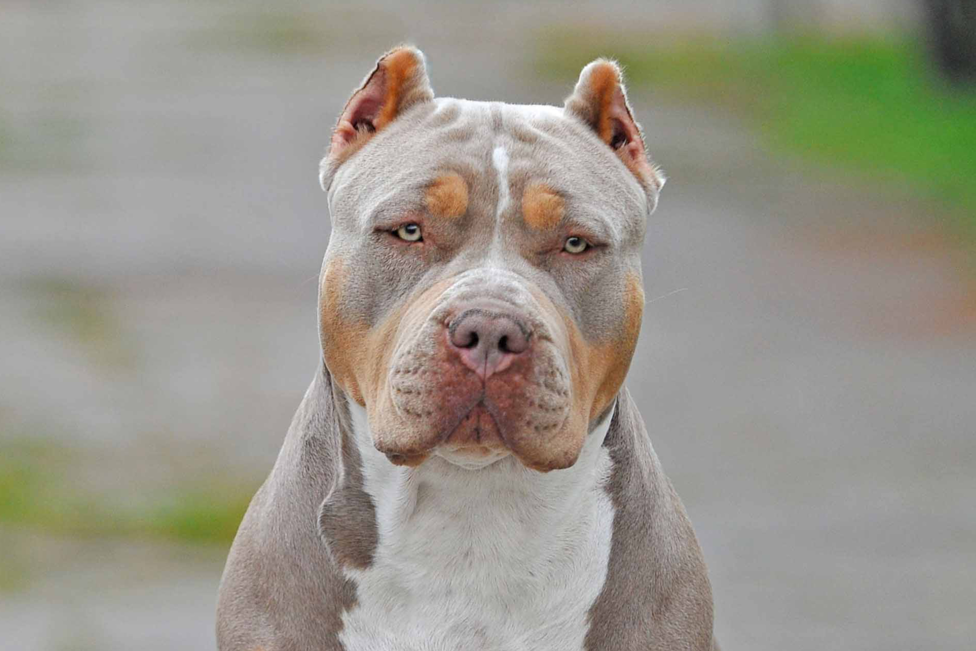 American,Bully,Xl,Walk,In,Park