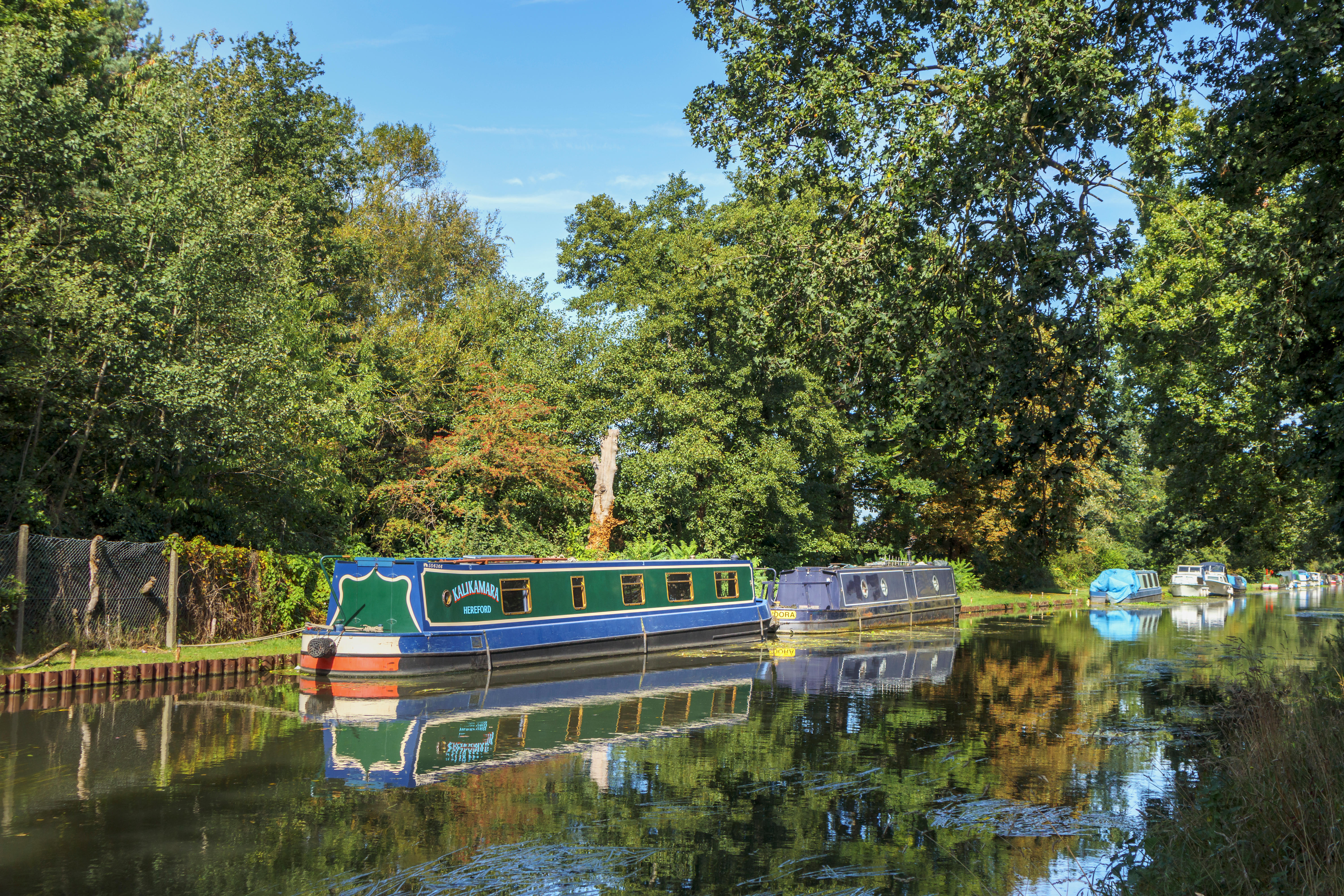 Boats moored on the banks of the River Wey as it joins the Basingstoke Canal between West Byfleet and New Haw, Surrey, southeast England, UK