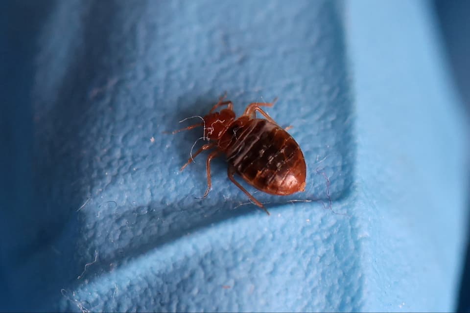 Paris freaks out over bedbugs ahead of Olympic Games