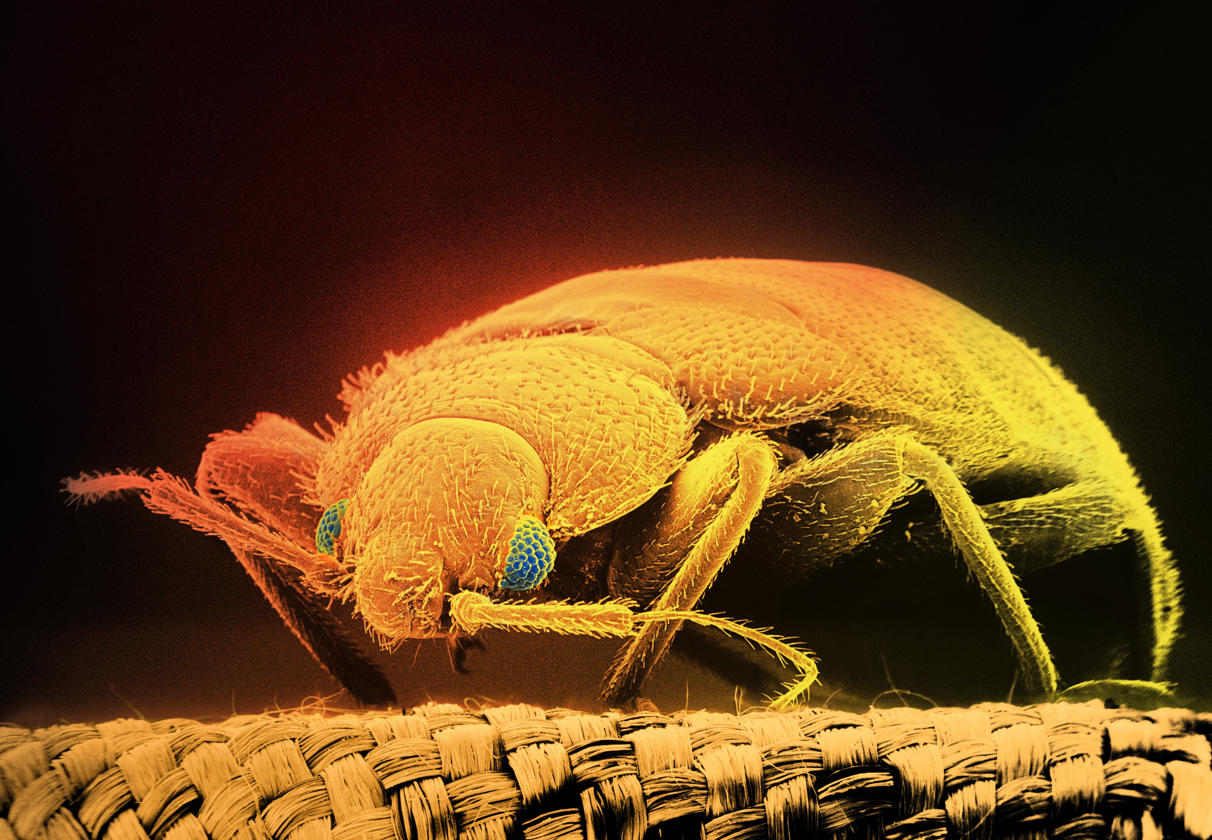 State Street's bed bugs battle