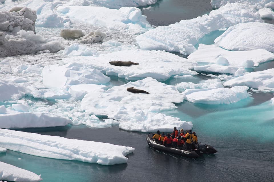 Seals in Antartica