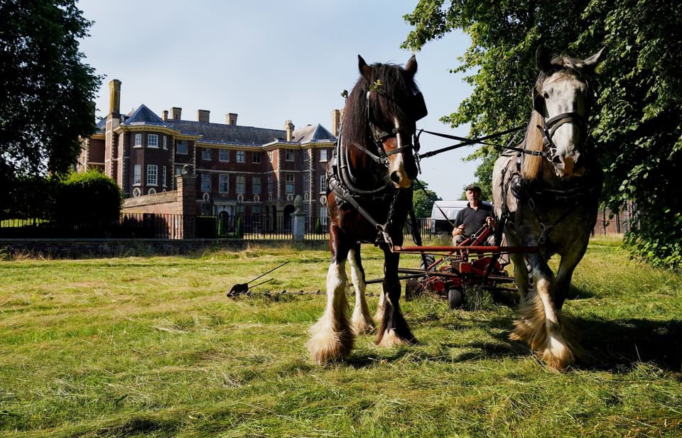 Shire horses at Ham House meadows