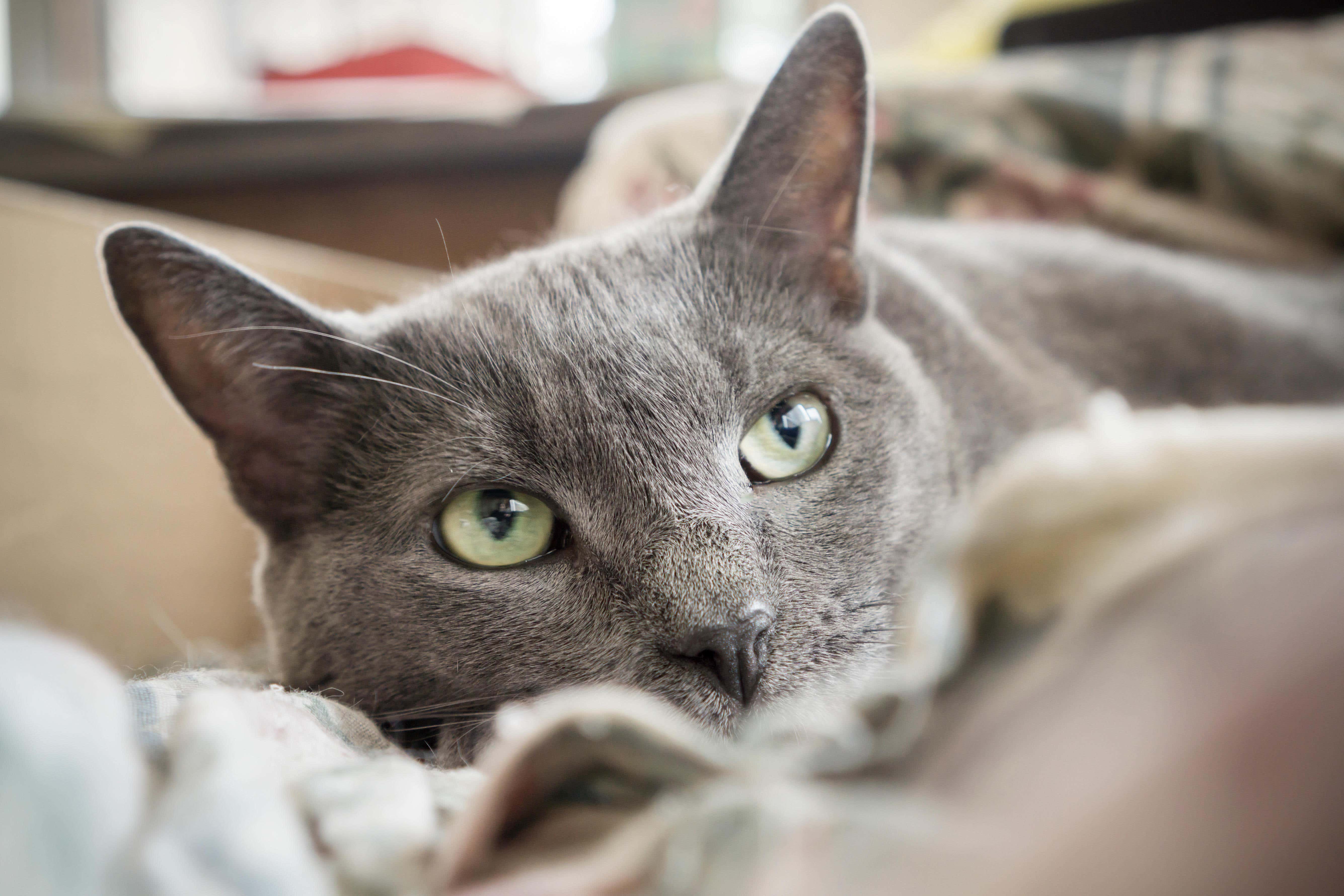 What is bubonic plague? Cat blamed for infecting owner with deadly disease that killed millions