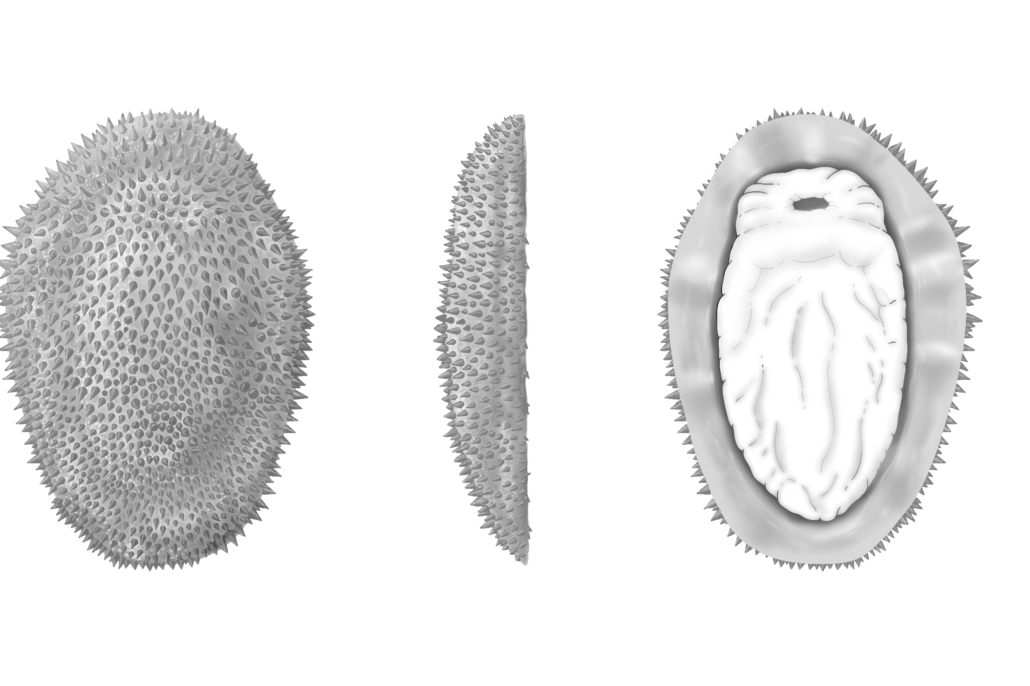 Half-a-billion-year-old spiny slug reveals the origins of molluscs