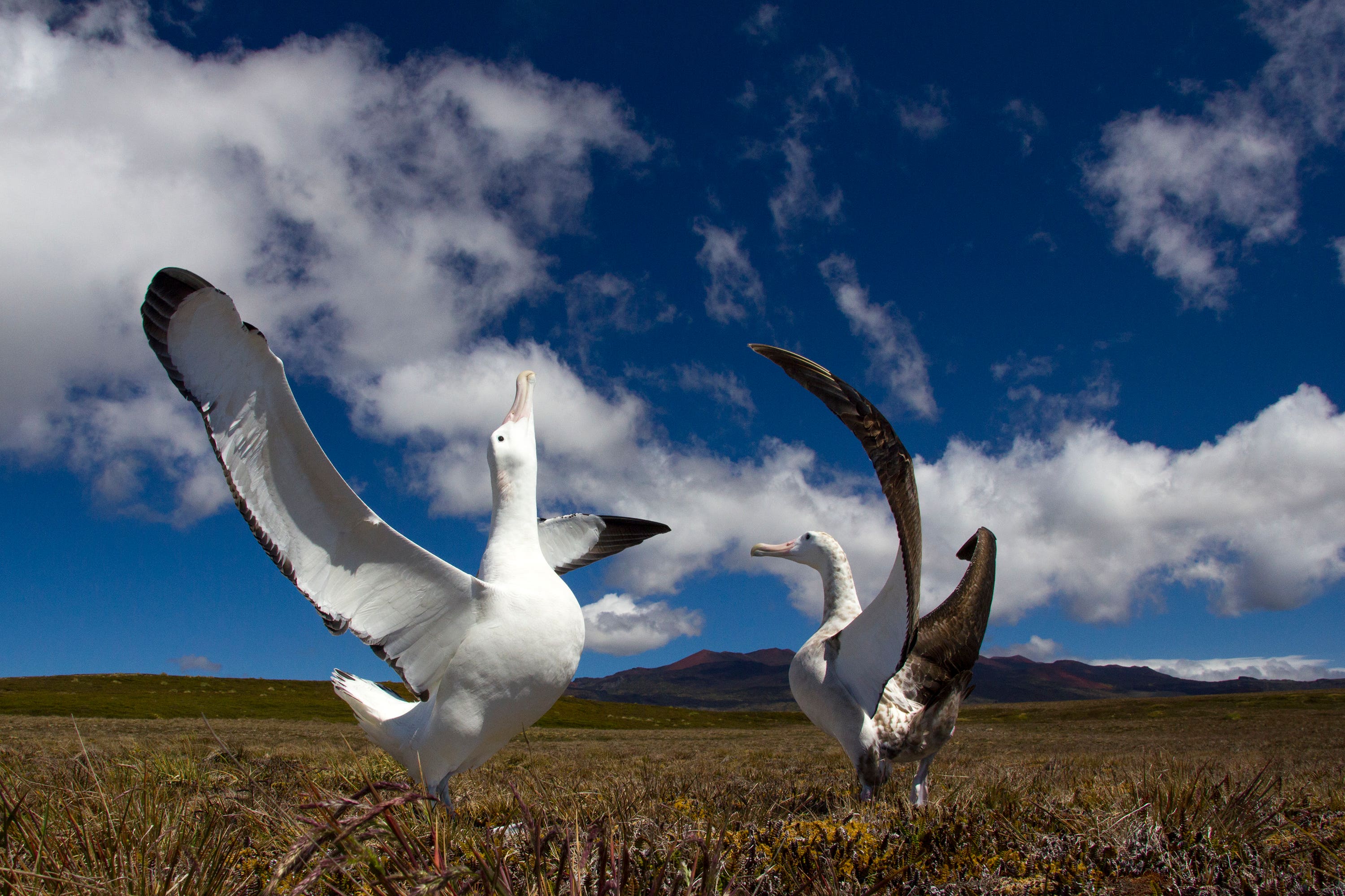 Call to support island mice eradication bid after latest attack on albatross