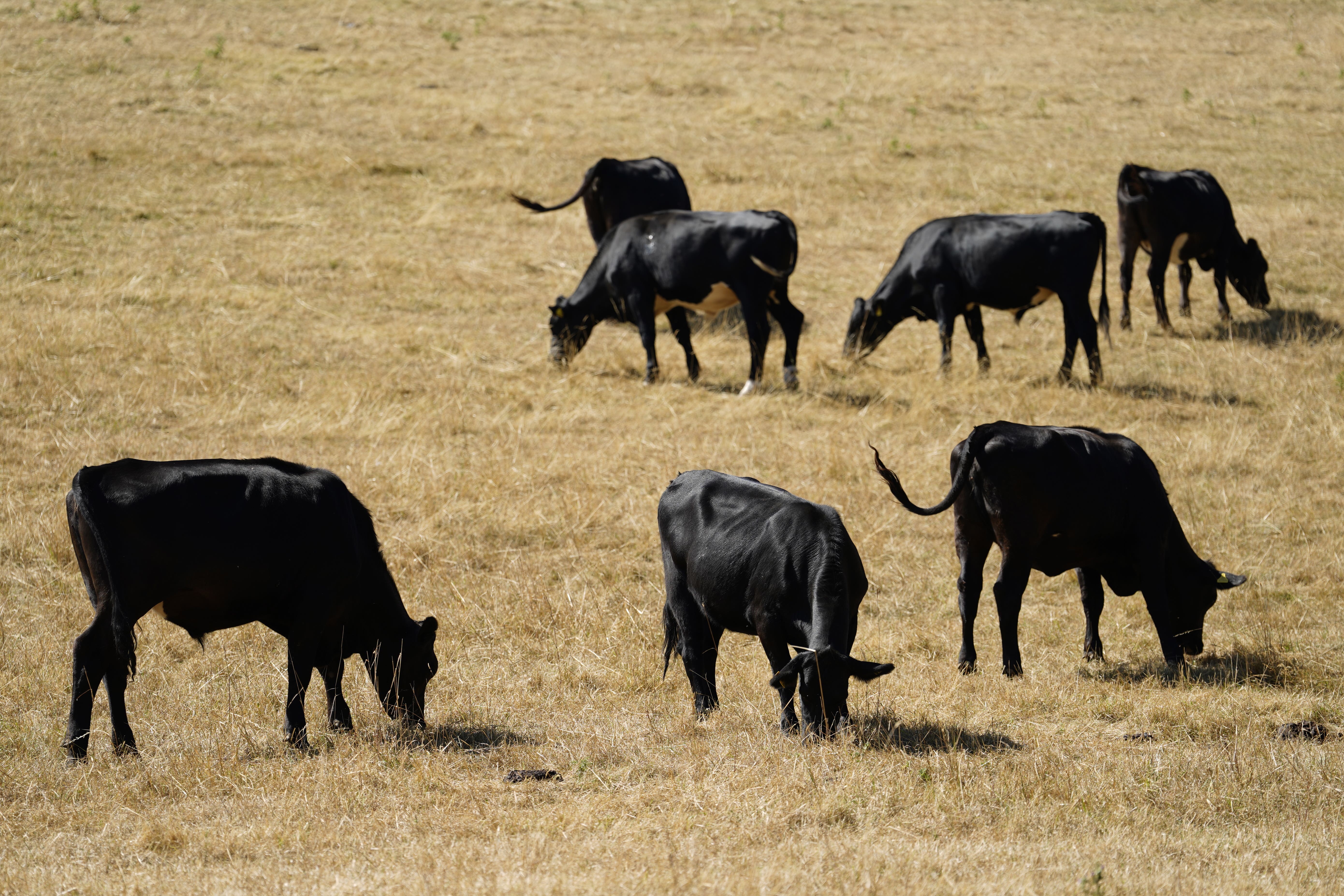 Farmers warned over greater risk of bluetongue as cases rise rapidly in Europe