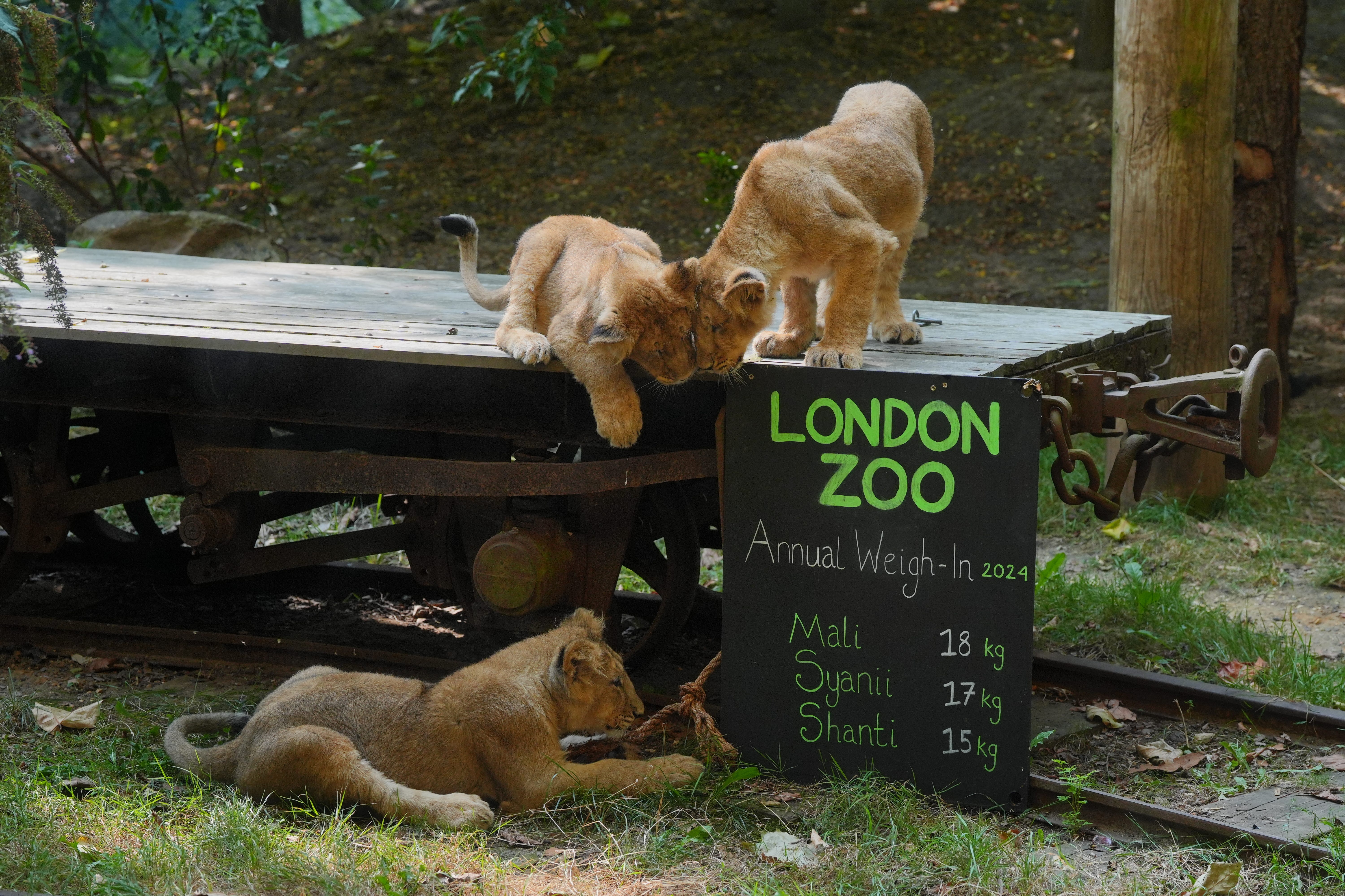 Boost for London as Reeves announces summer VAT cut on attractions 