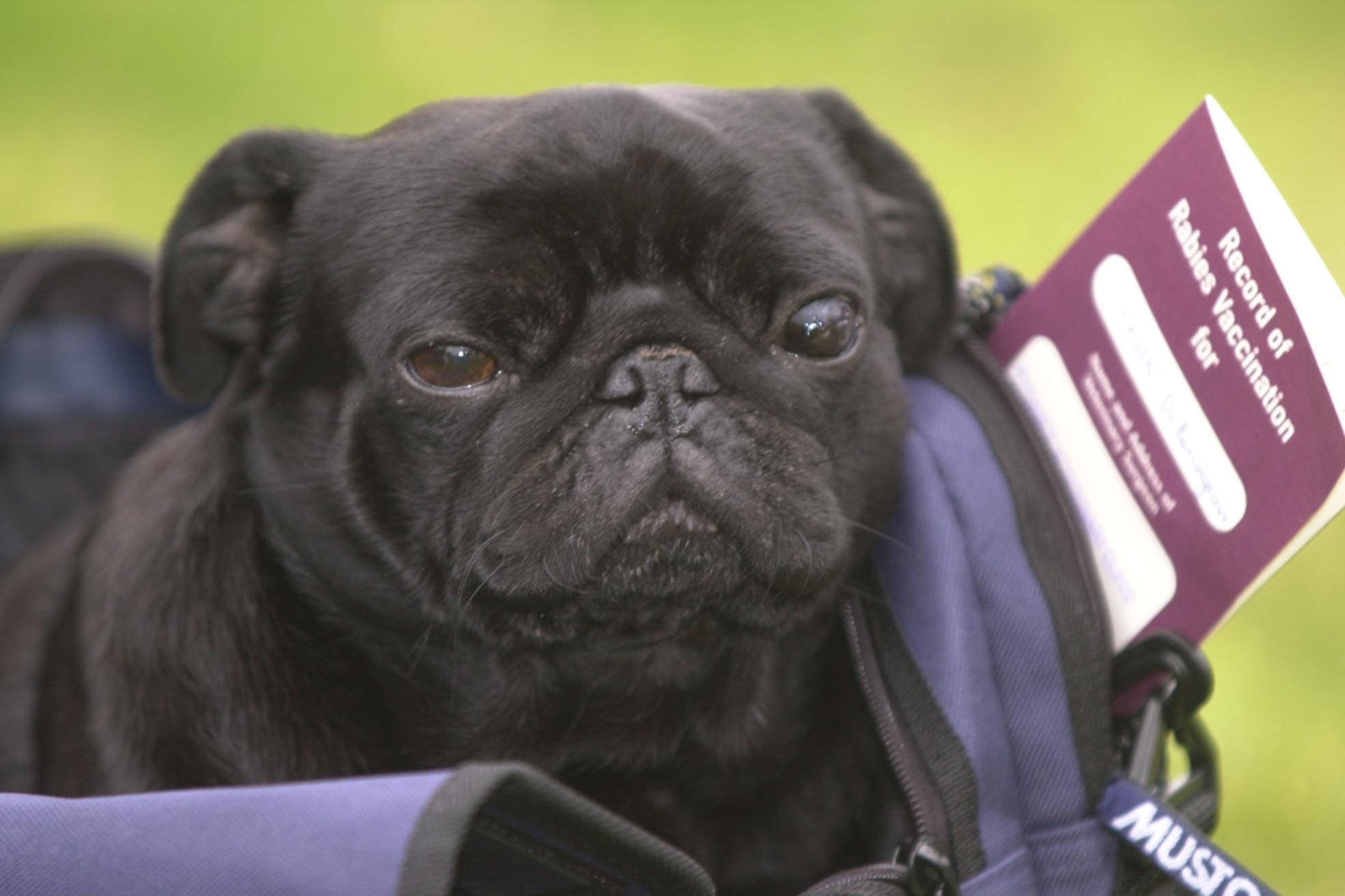 pug in a bag with a record of rabies vaccination