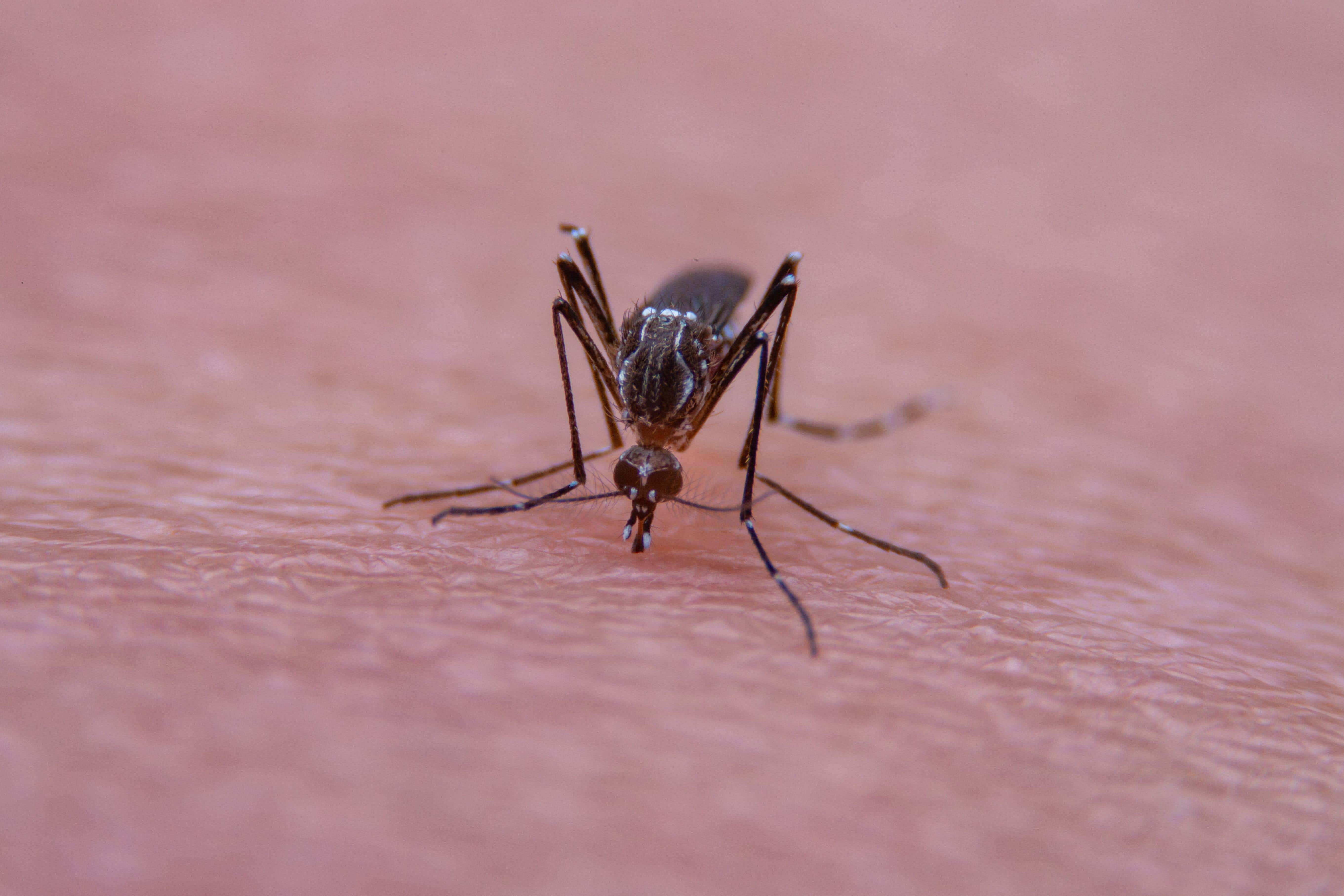 ‘Increasing risk’ of tropical infections as new blood donor monitoring launched