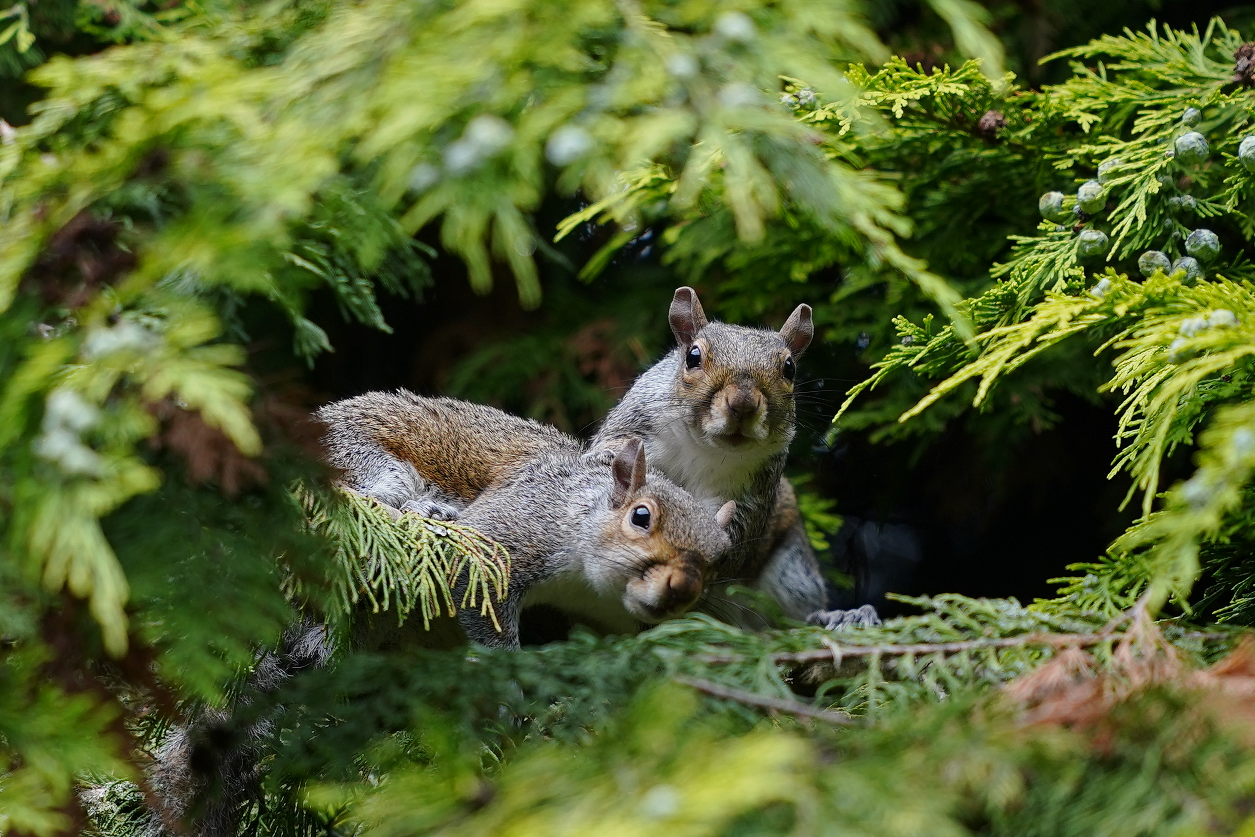 Squirrel filmed ‘vaping’ in park after 'mistaking smell for food'