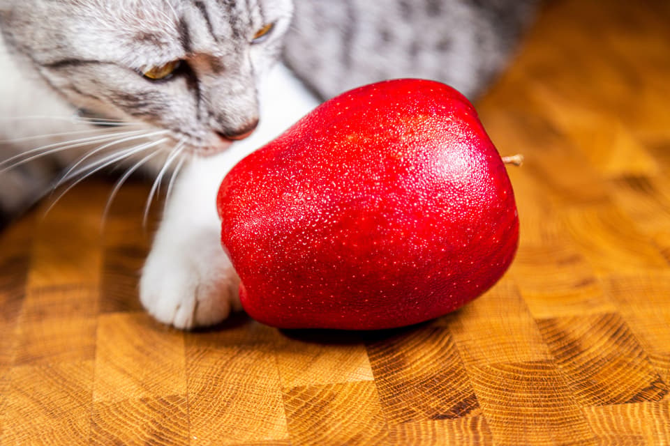 Cat close-up with red apple