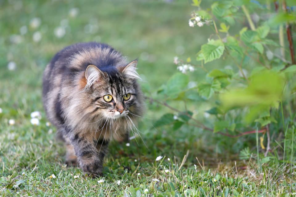 Cat walking on grass lawn