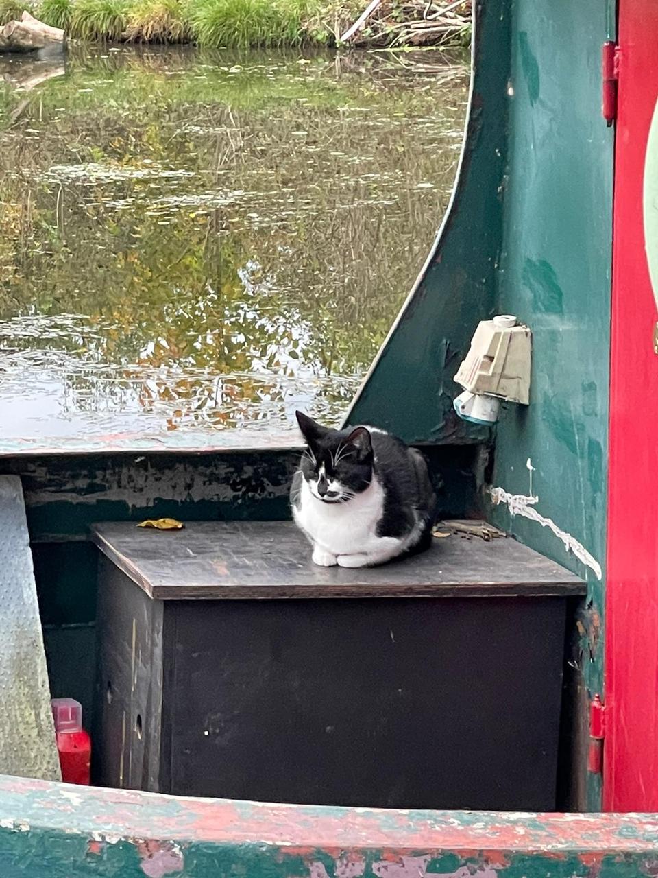 cat on canal boat