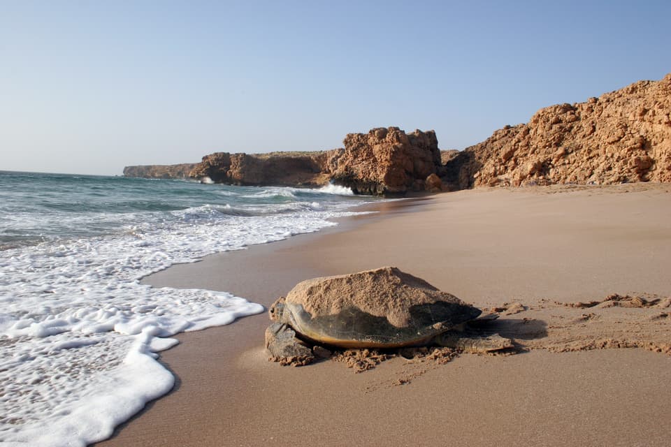 Green Sea Turtle, Ras Al Jinz, Al Ashkarah