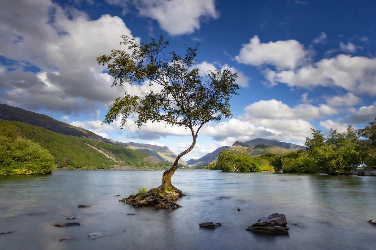 Cedar climbed by Beatles and oak in Woolf poem among Tree of the Year nominees