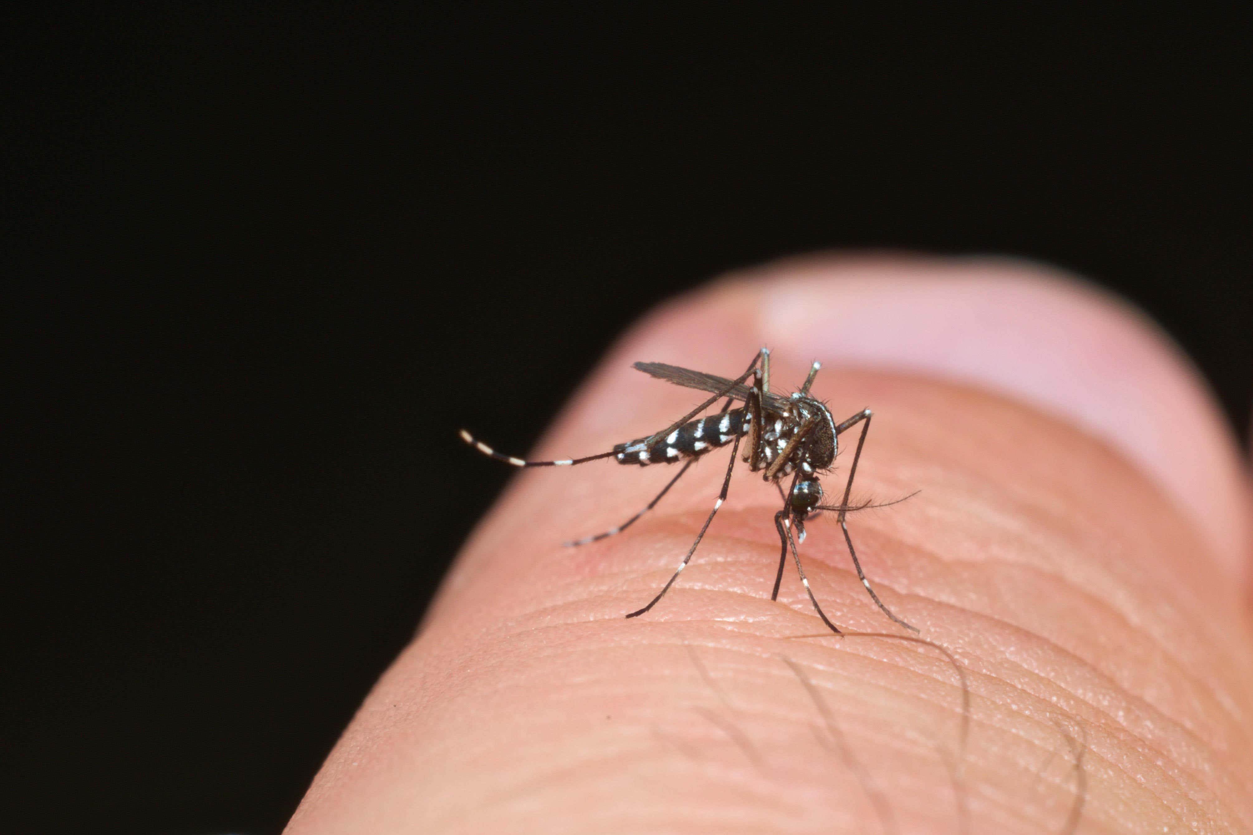 What is dengue fever and am I at risk?