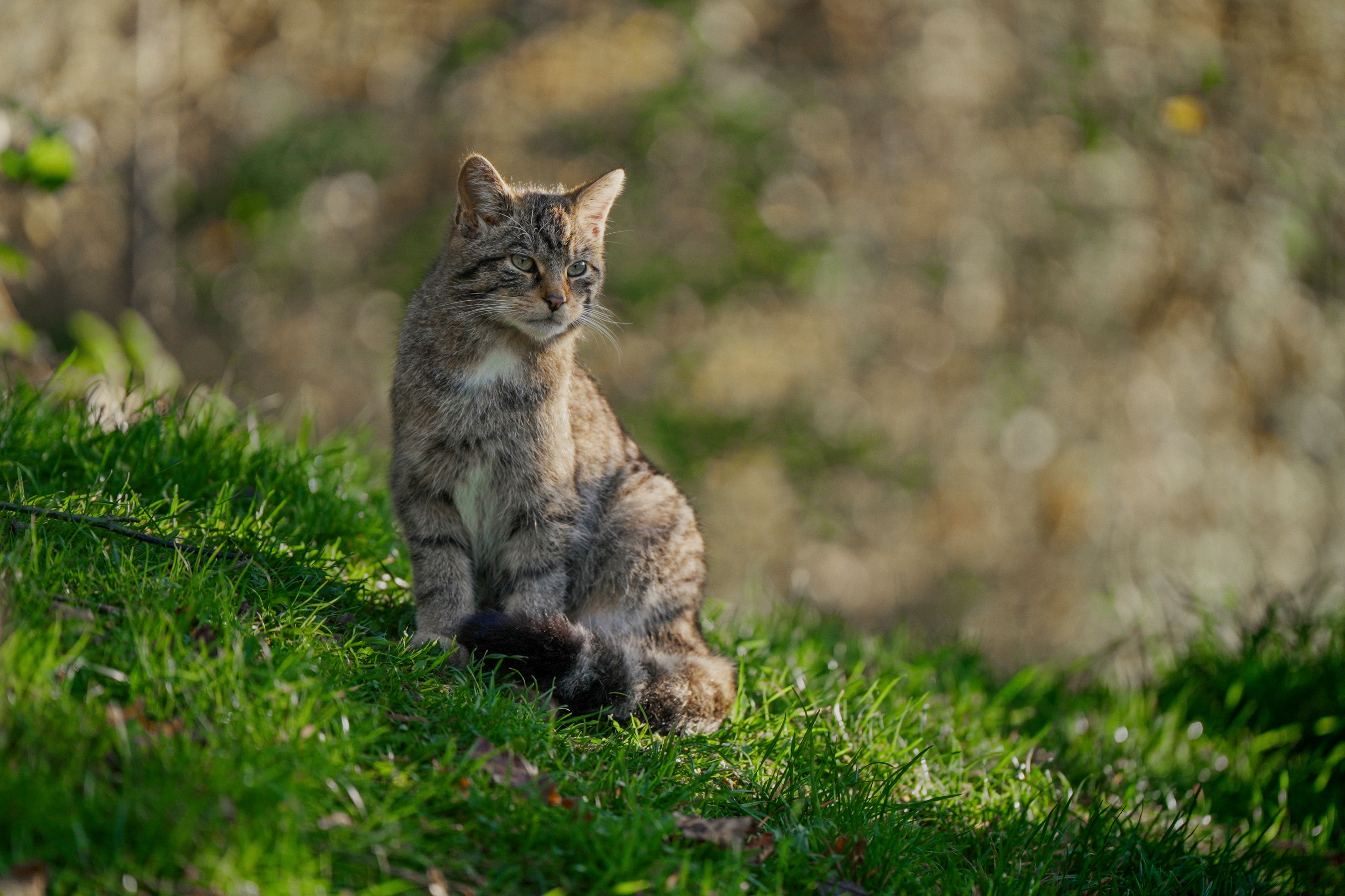 ‘Real hope’ for future of wildcats after another 18 released in Highlands