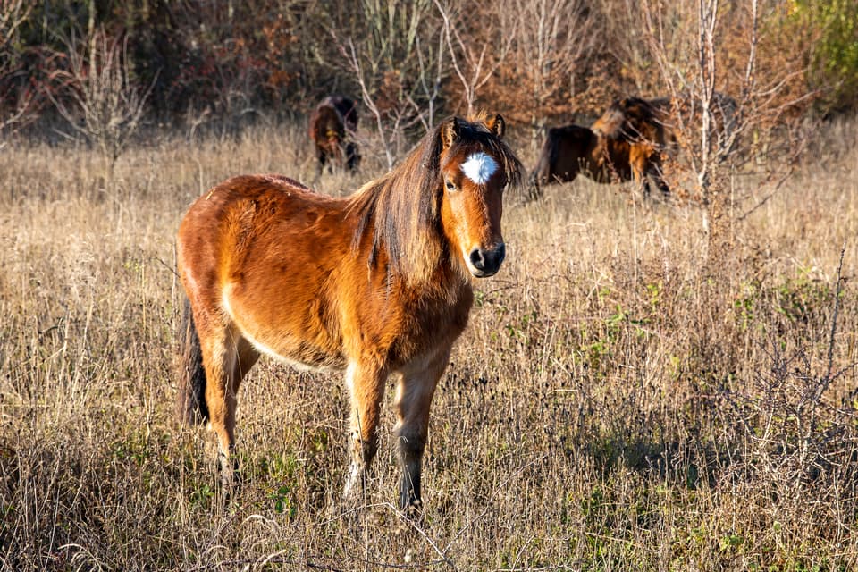 Dartmoor ponies playing a key role in Wimpole Estate’s landscape restoration. (Mike Selby/ National Trust/ PA)