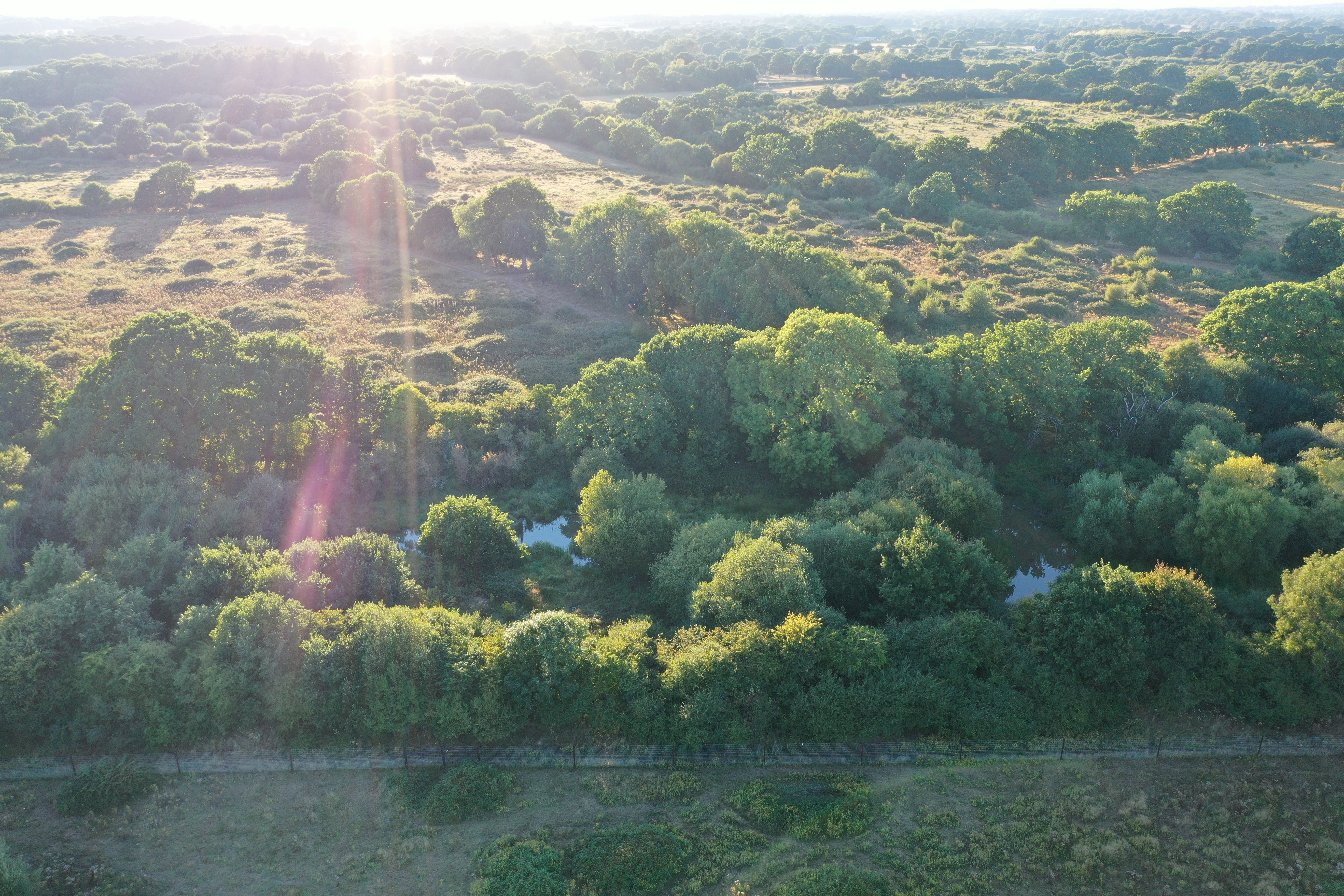 Bird, butterfly and dragonfly numbers soar at flagship rewilding project