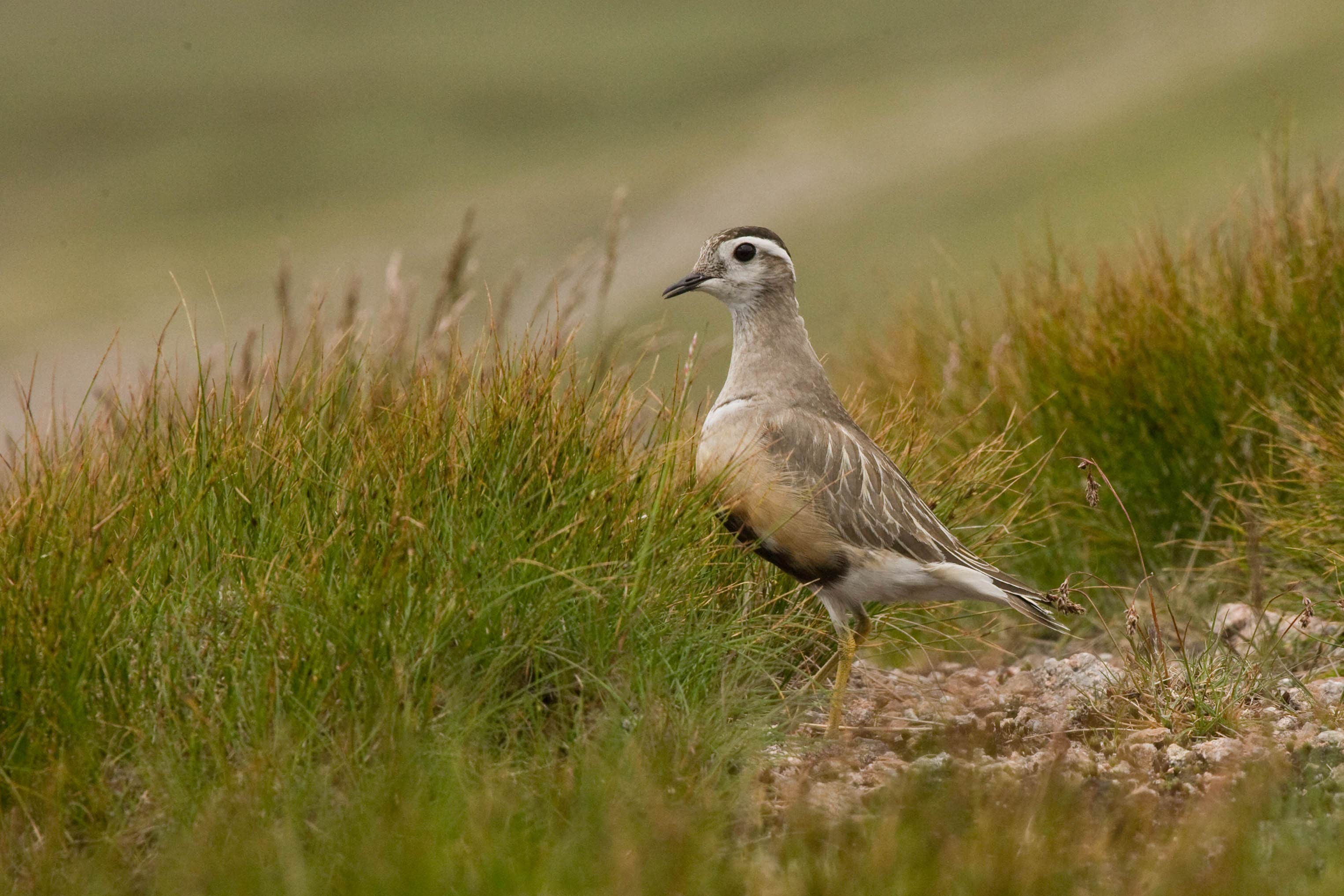 Climate change pushing wading bird to brink in UK as numbers fall 89% – experts