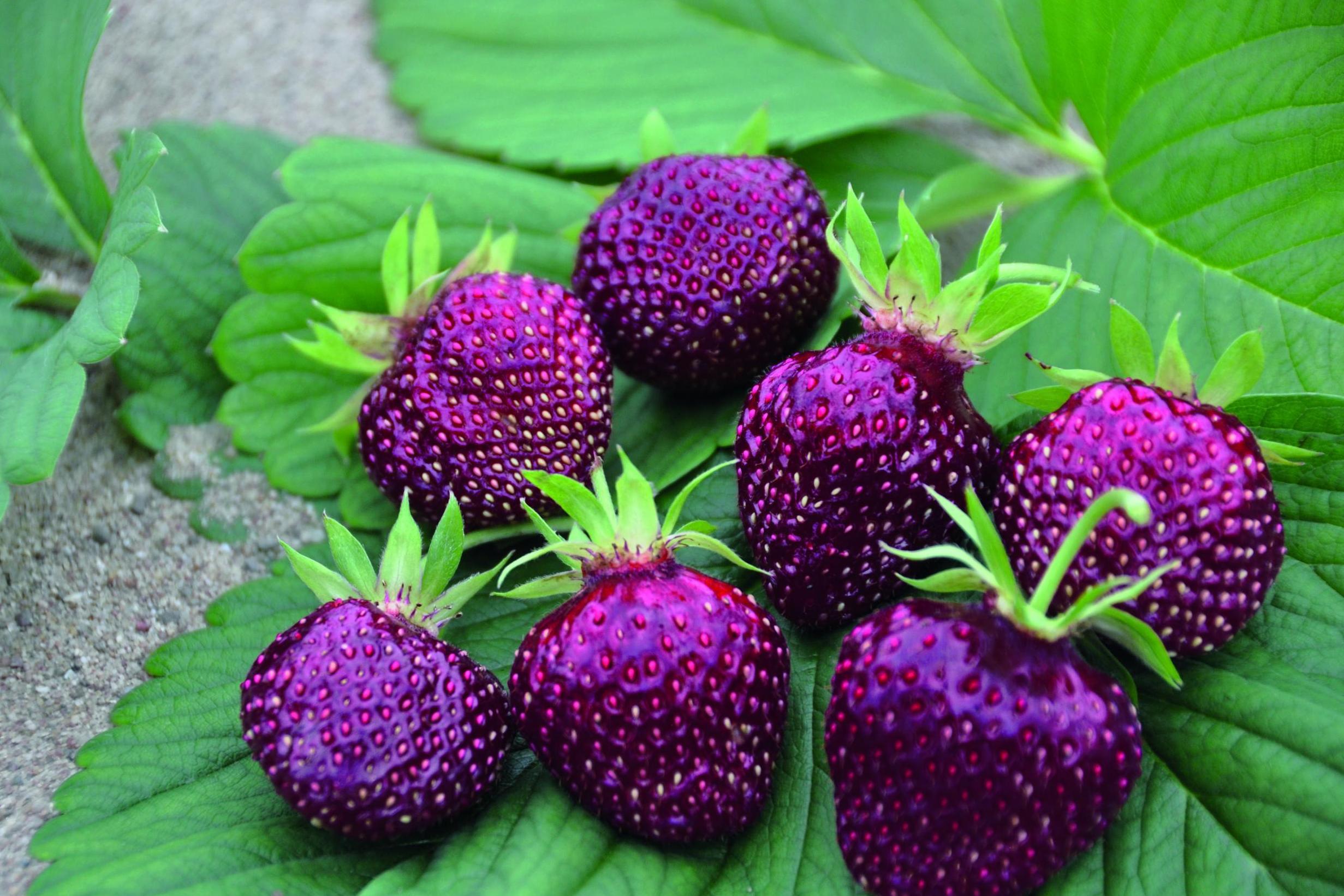 How to grow berries, figs and plums in small city gardens