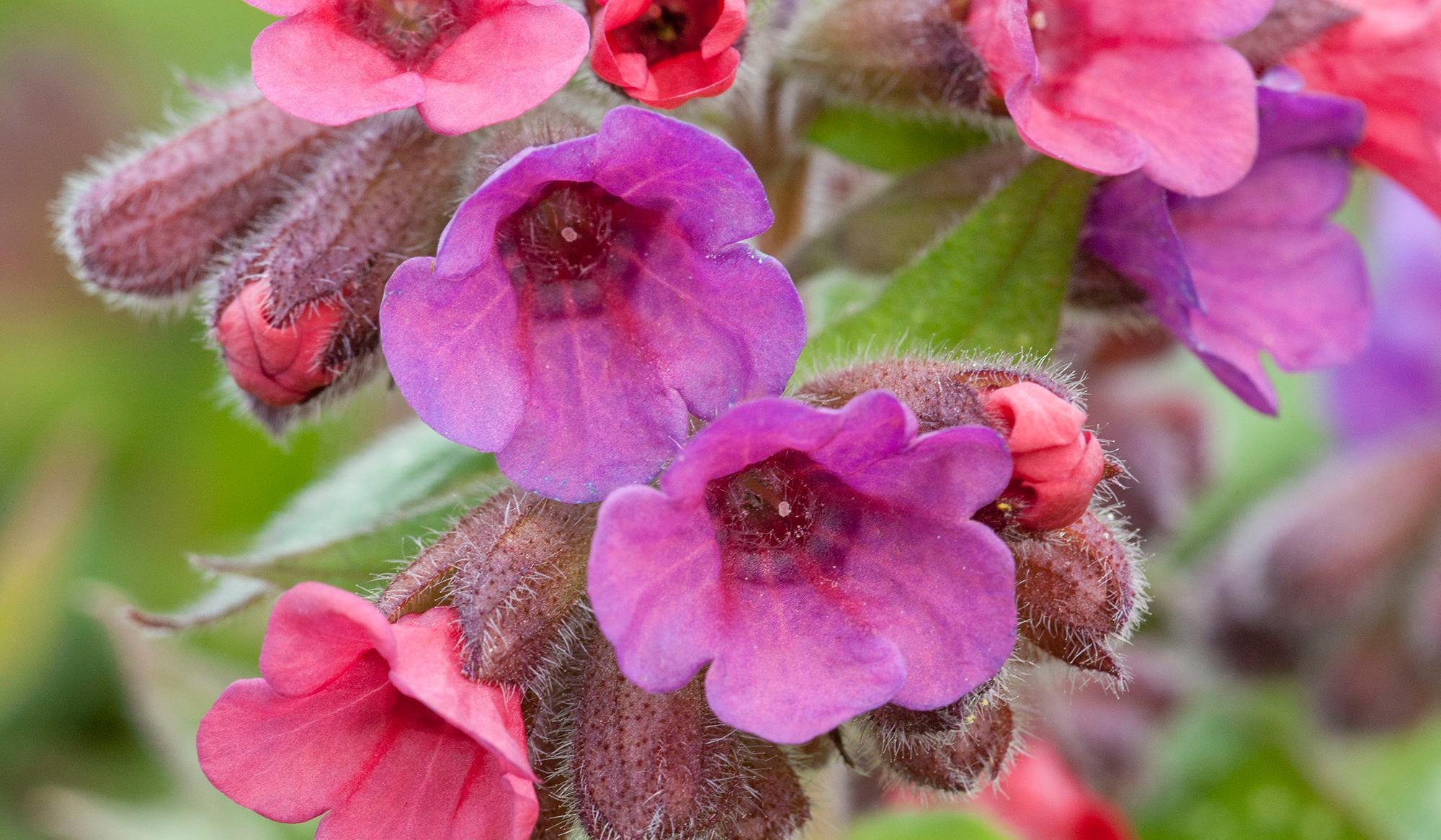 Bring shady garden borders to life with a splash of spring-time colour