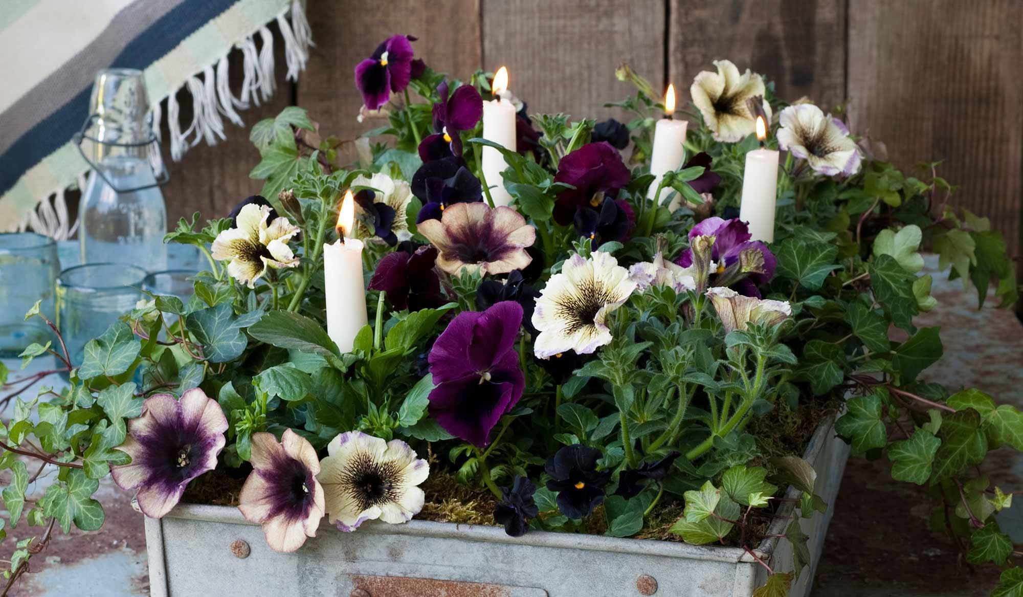 Tabletop gardening for city dwellers starved of outside space