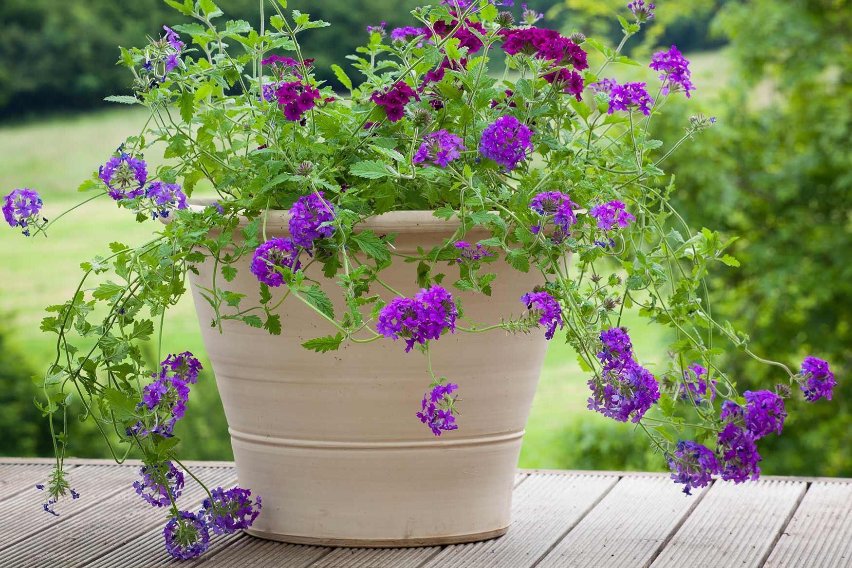 The one pot, one plant rule will make your garden sizzle with colour