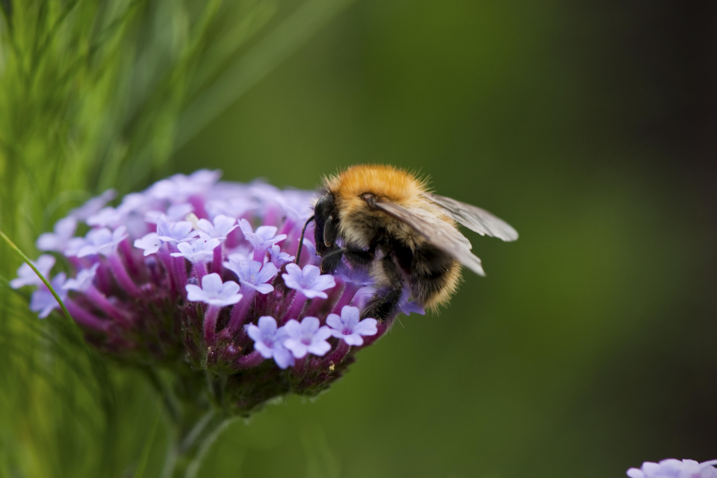 Herbs, flowers and climbers to encourage wildlife into summer gardens