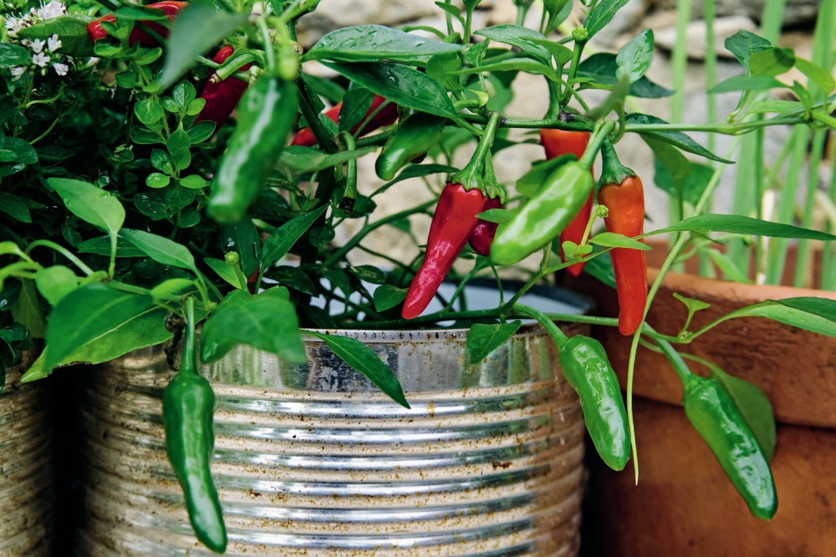 Container gardening: eight fruit and veg to grow in pots on a balcony or sunny windowsill