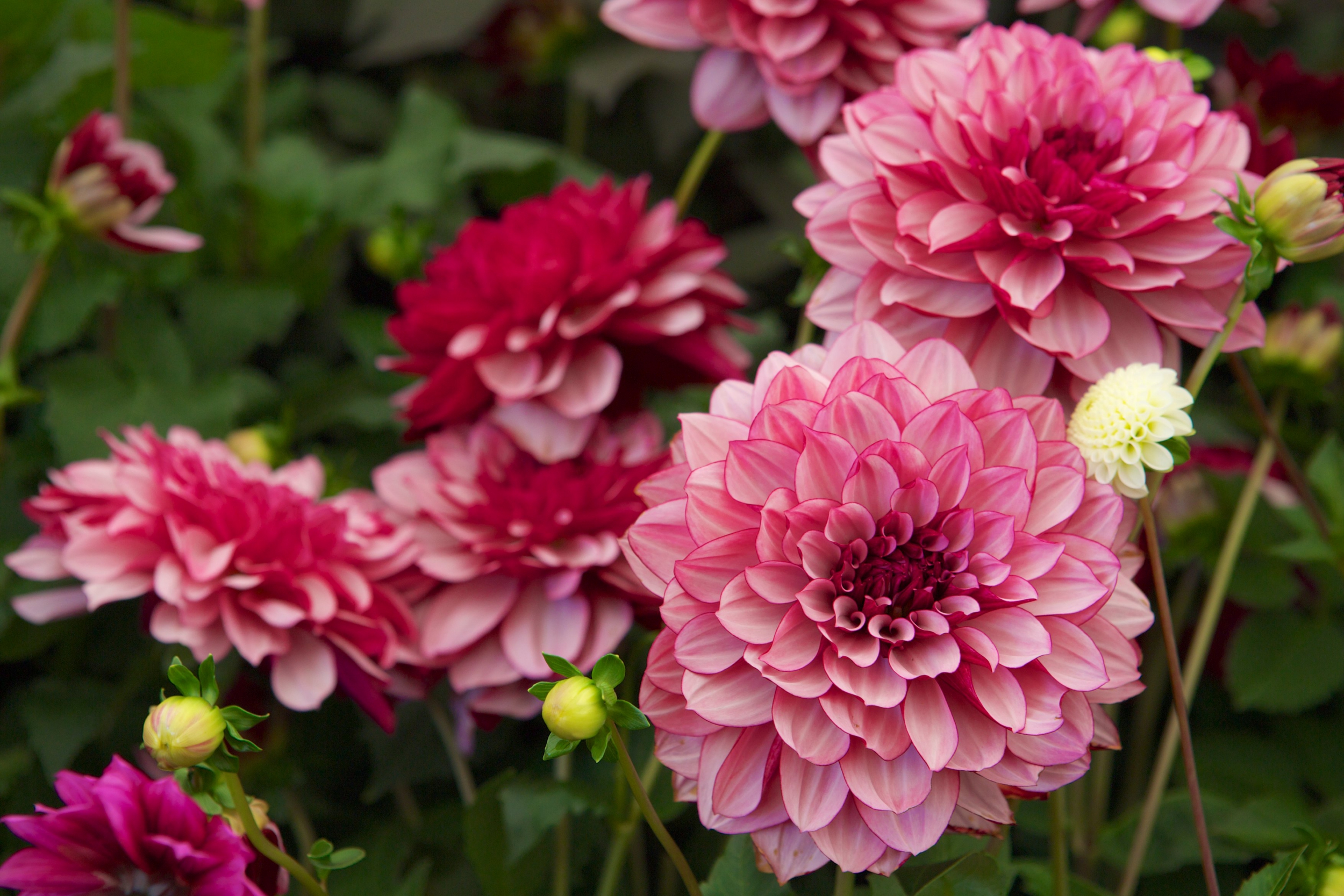 How to buy the plants grown for this year's Chelsea Flower Show