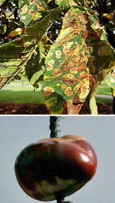 The canker that's killing our conkers
