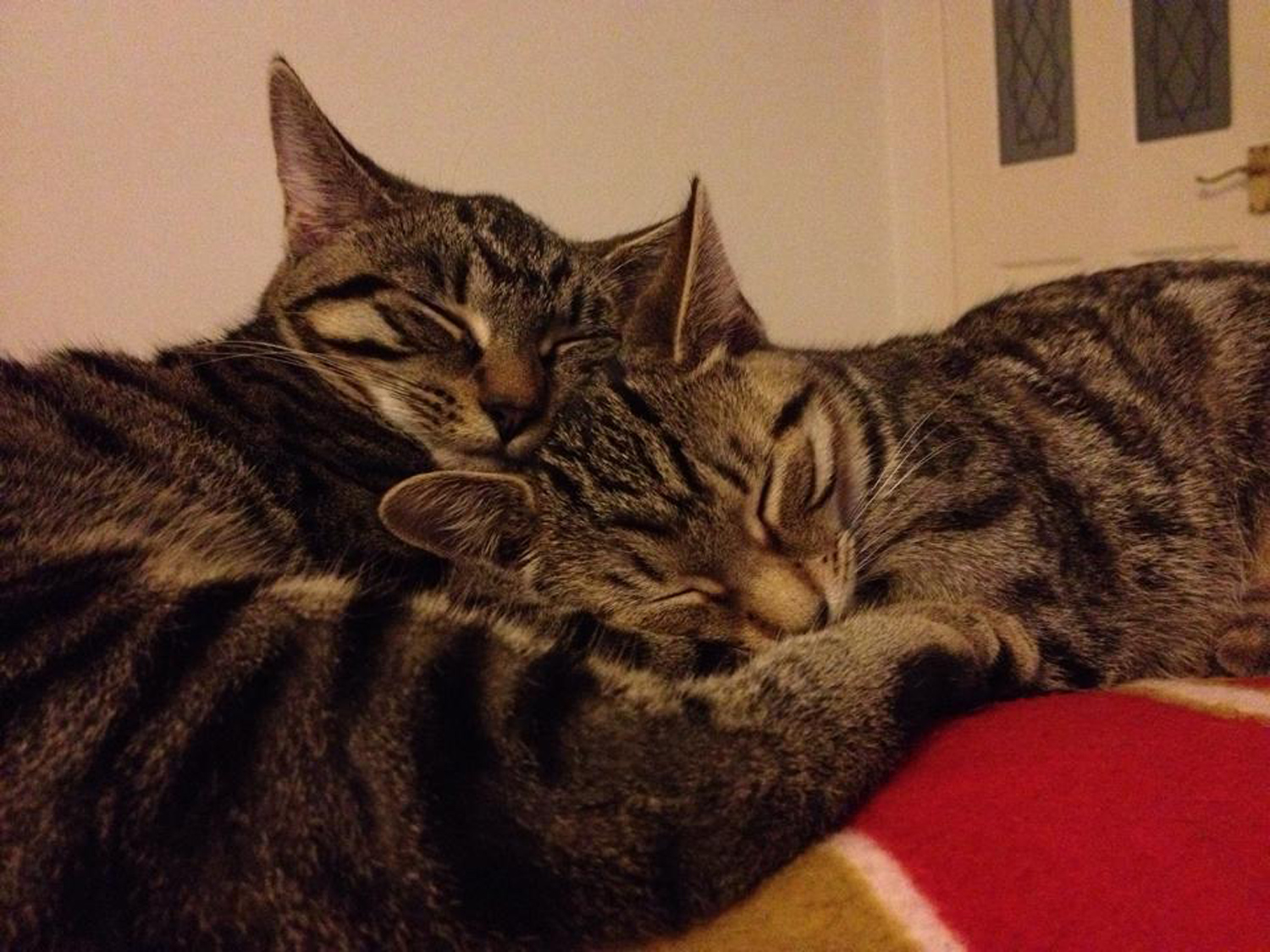 How to get the best cat insurance