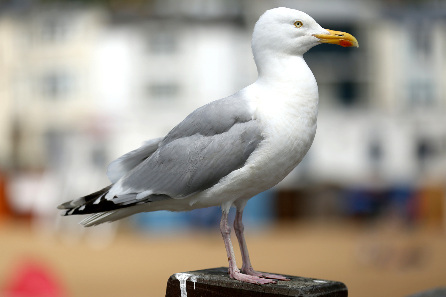 Man in the US fined for kicking a seagull that ate his cheeseburger