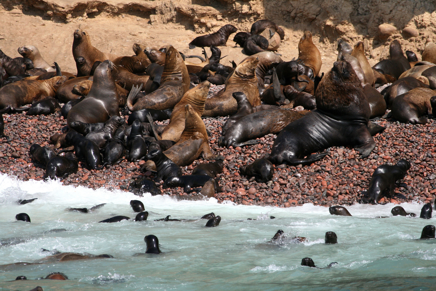 Sea lions chase people from beach in California