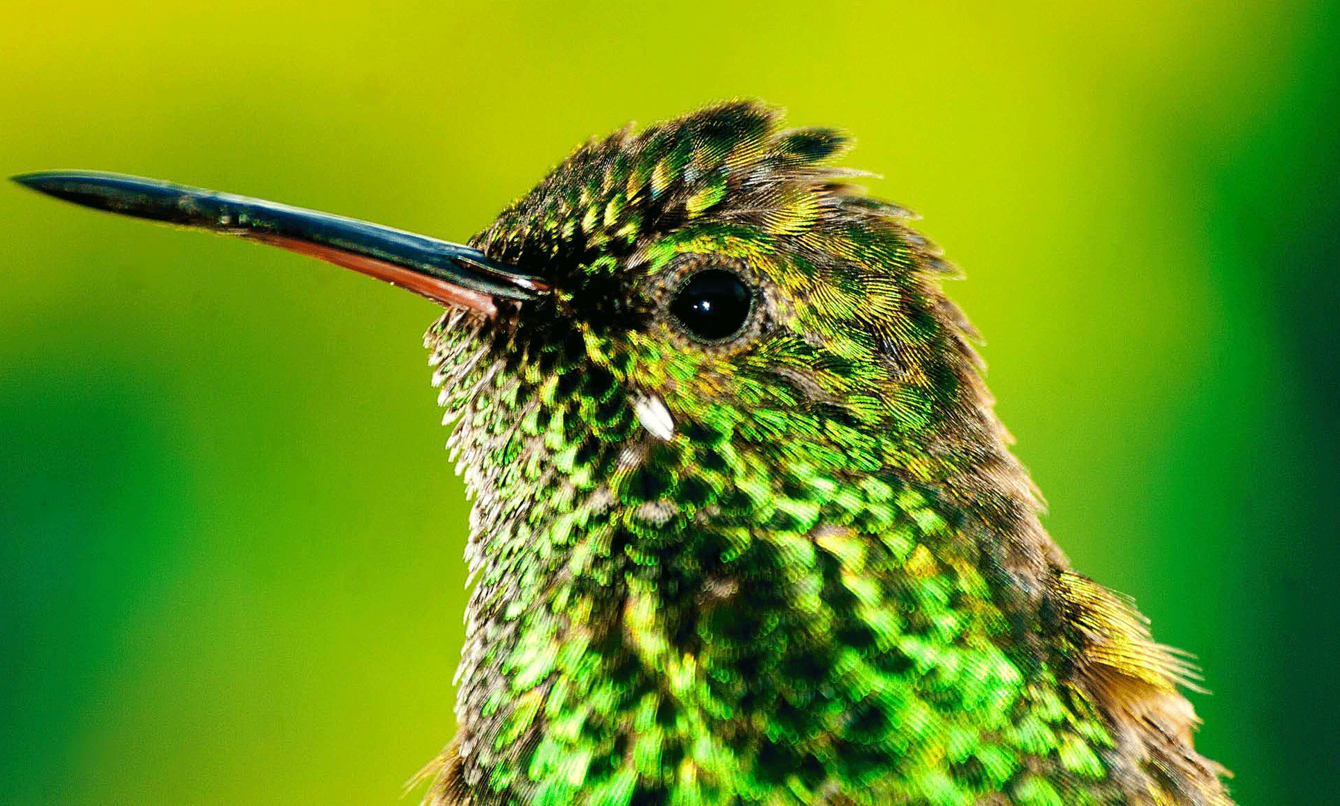 Iridescent flights of fancy in Tobago