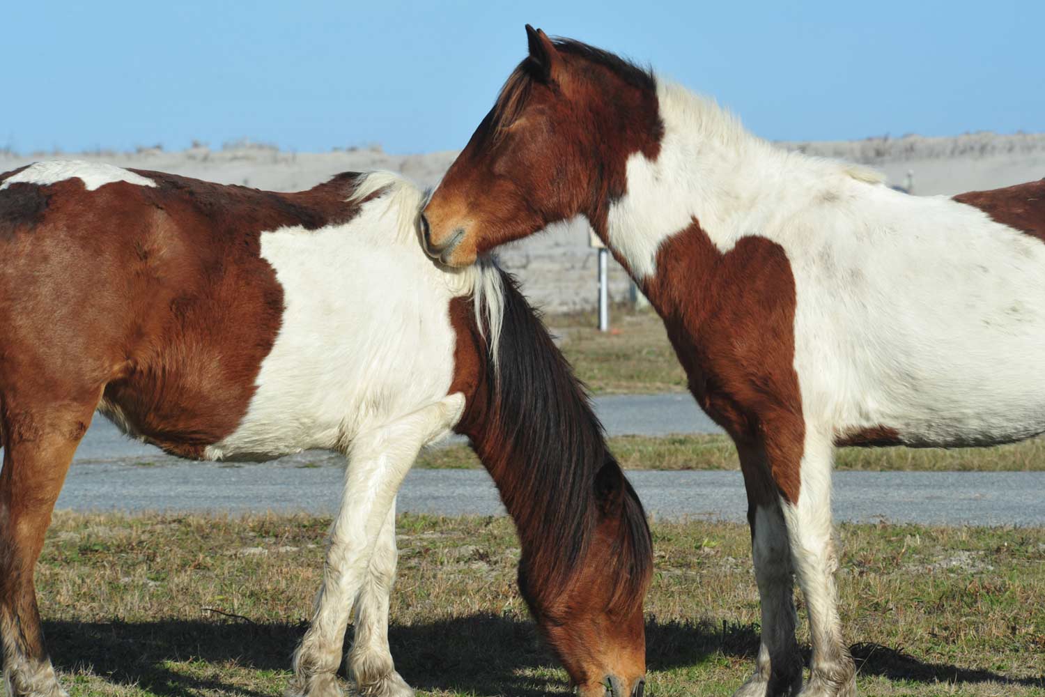 Brit could face five years jail after 'horse penis' Facebook joke