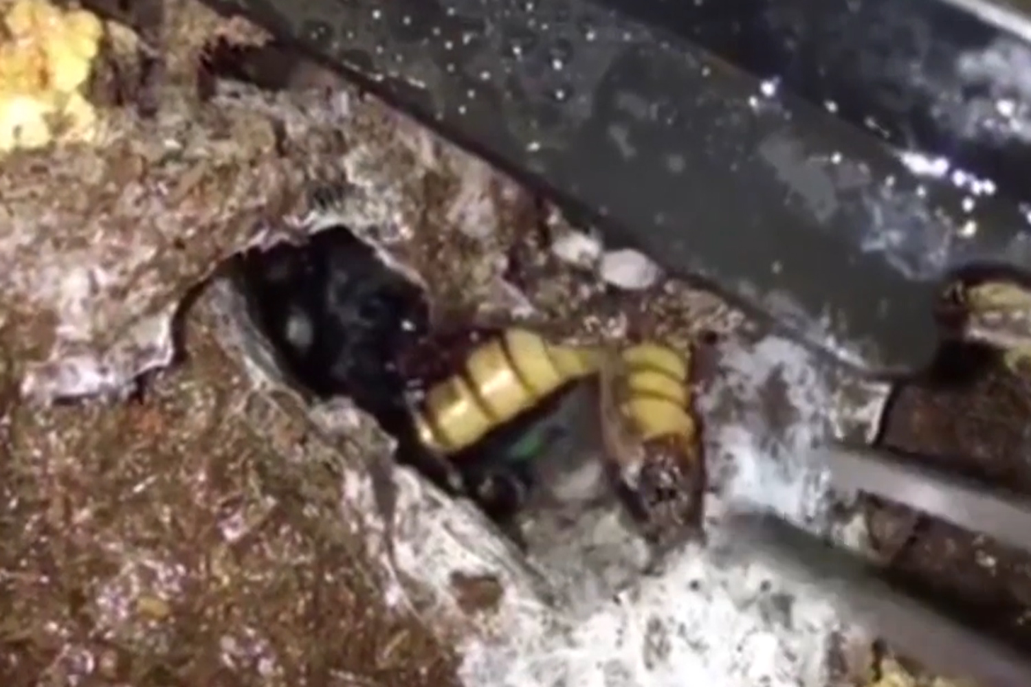 Man uses tweezers to dig maggot from hole... and gets a nasty surprise