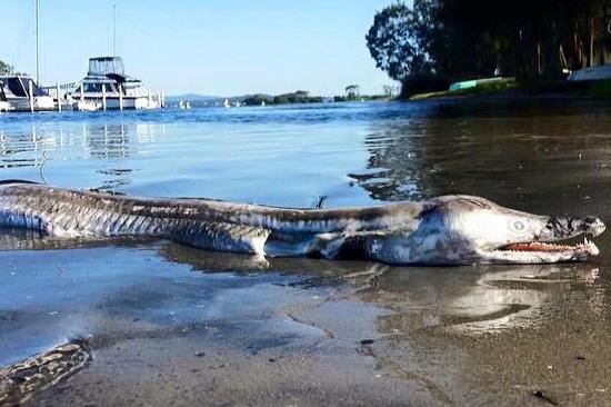 Mysterious sea creature washes ashore in Australia 