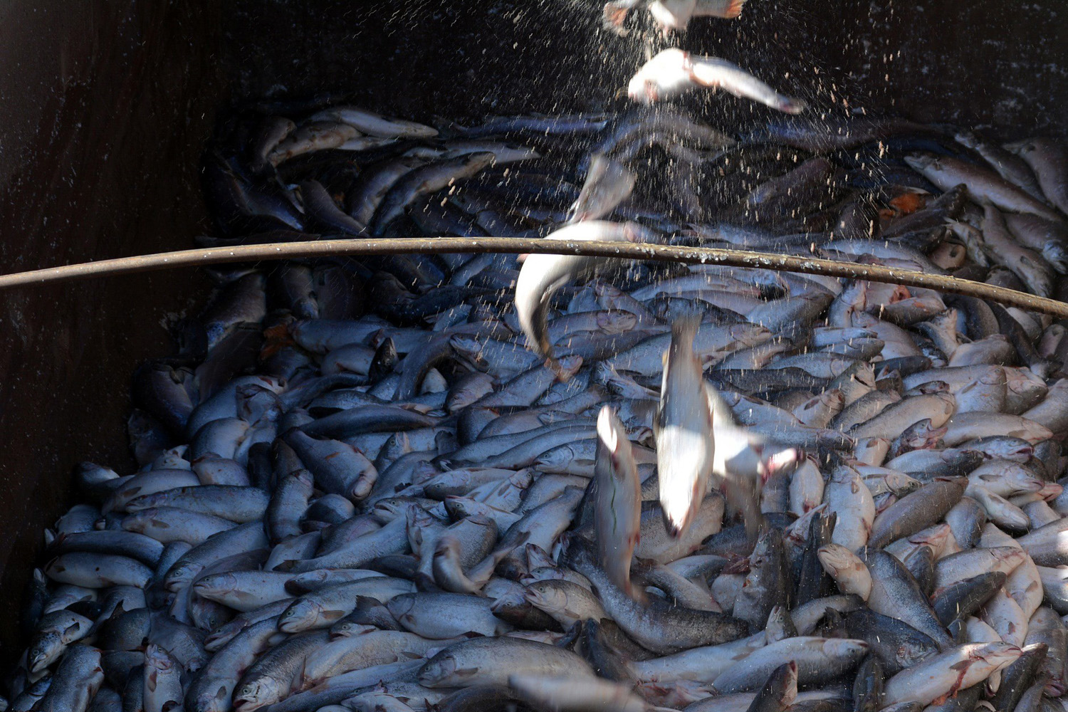 City Spy: Investors left choking on their fish supper