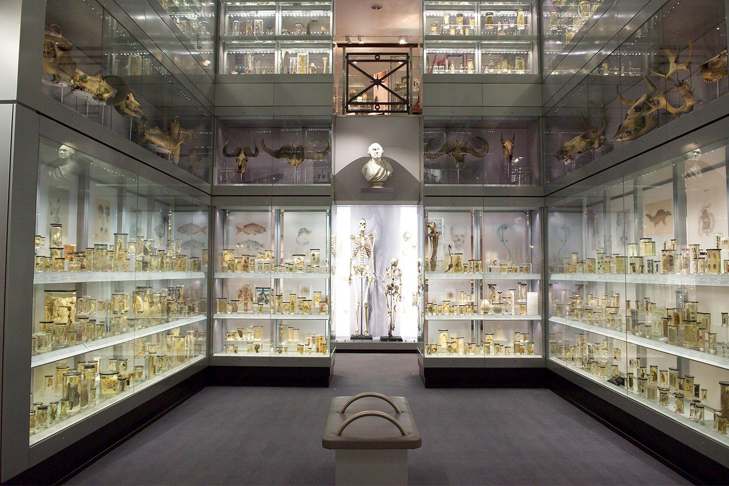 'London's weirdest museum' to close for three years