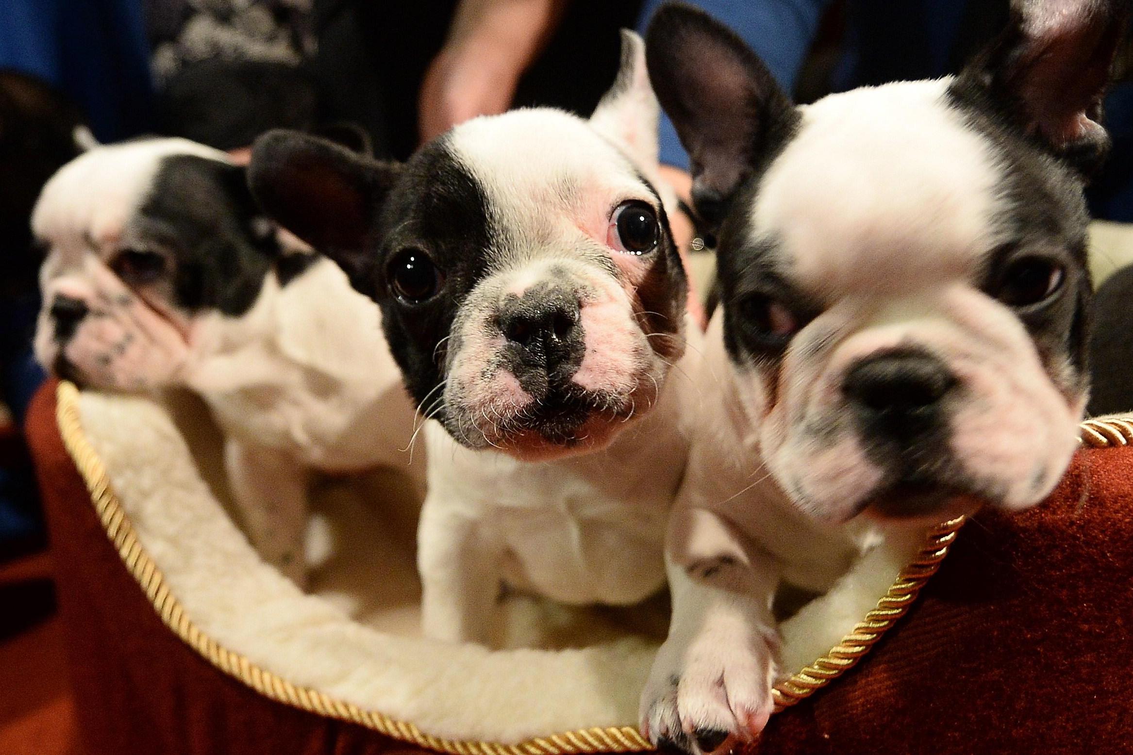 BBC defends new puppy show as controversial working title is scrapped